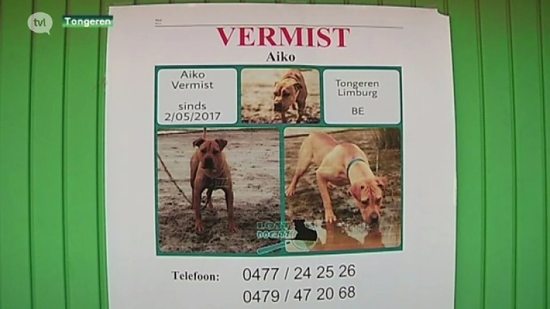 Massale zoektocht naar gevaarlijke hond in Tongeren