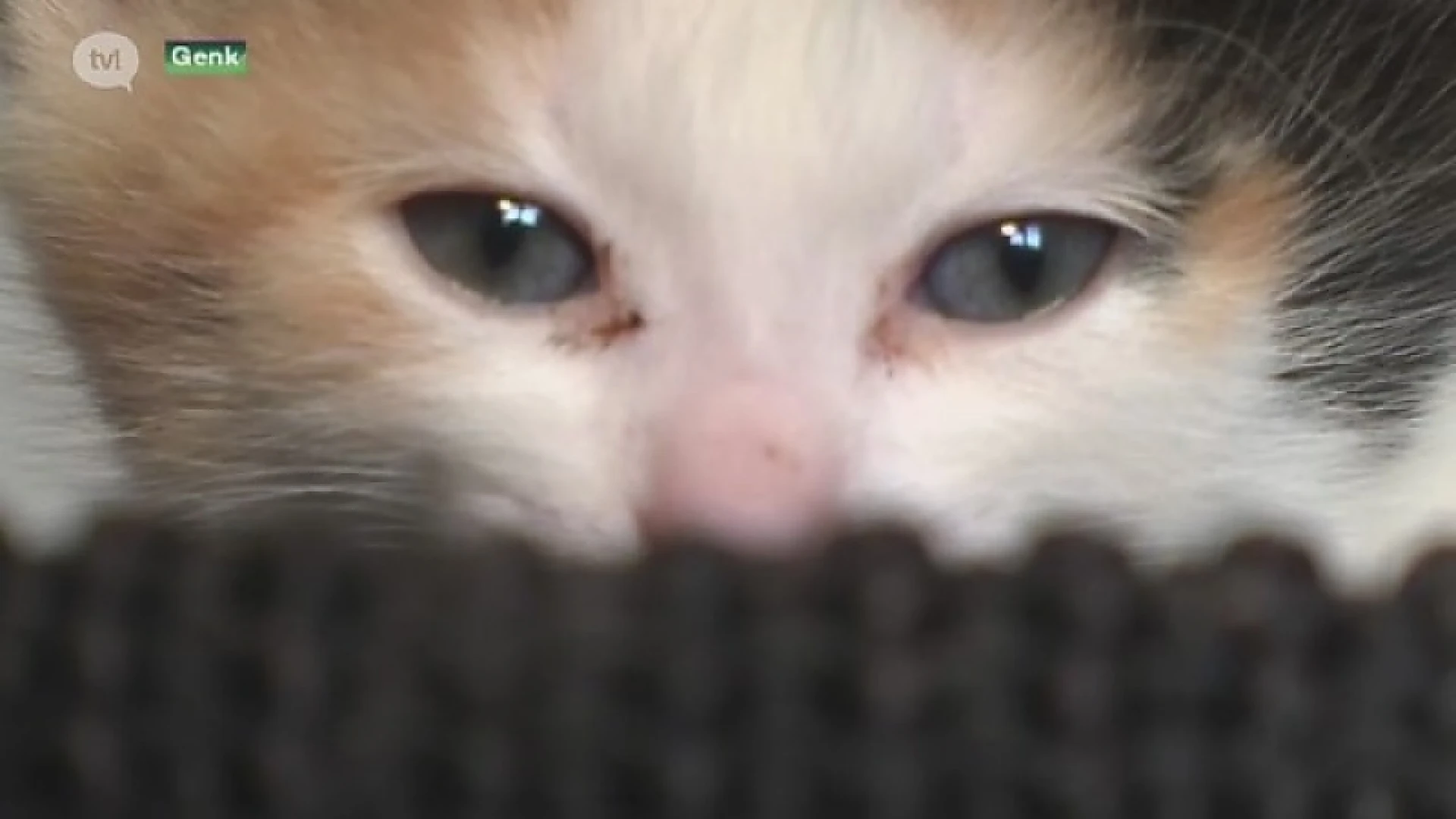 Dierenasiel zoekt pleeggezinnen voor achtergelaten kittens