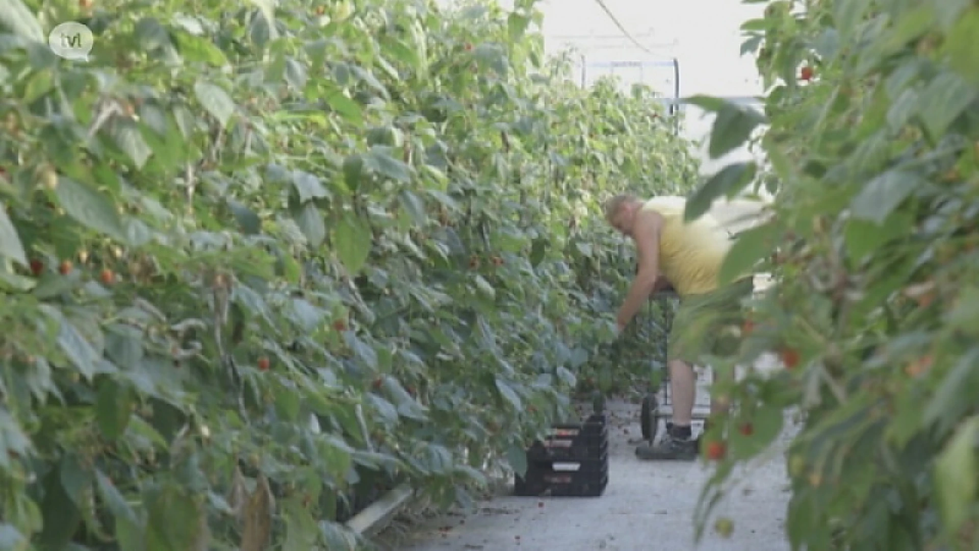 Wakker op de akker: Zachtfruit
