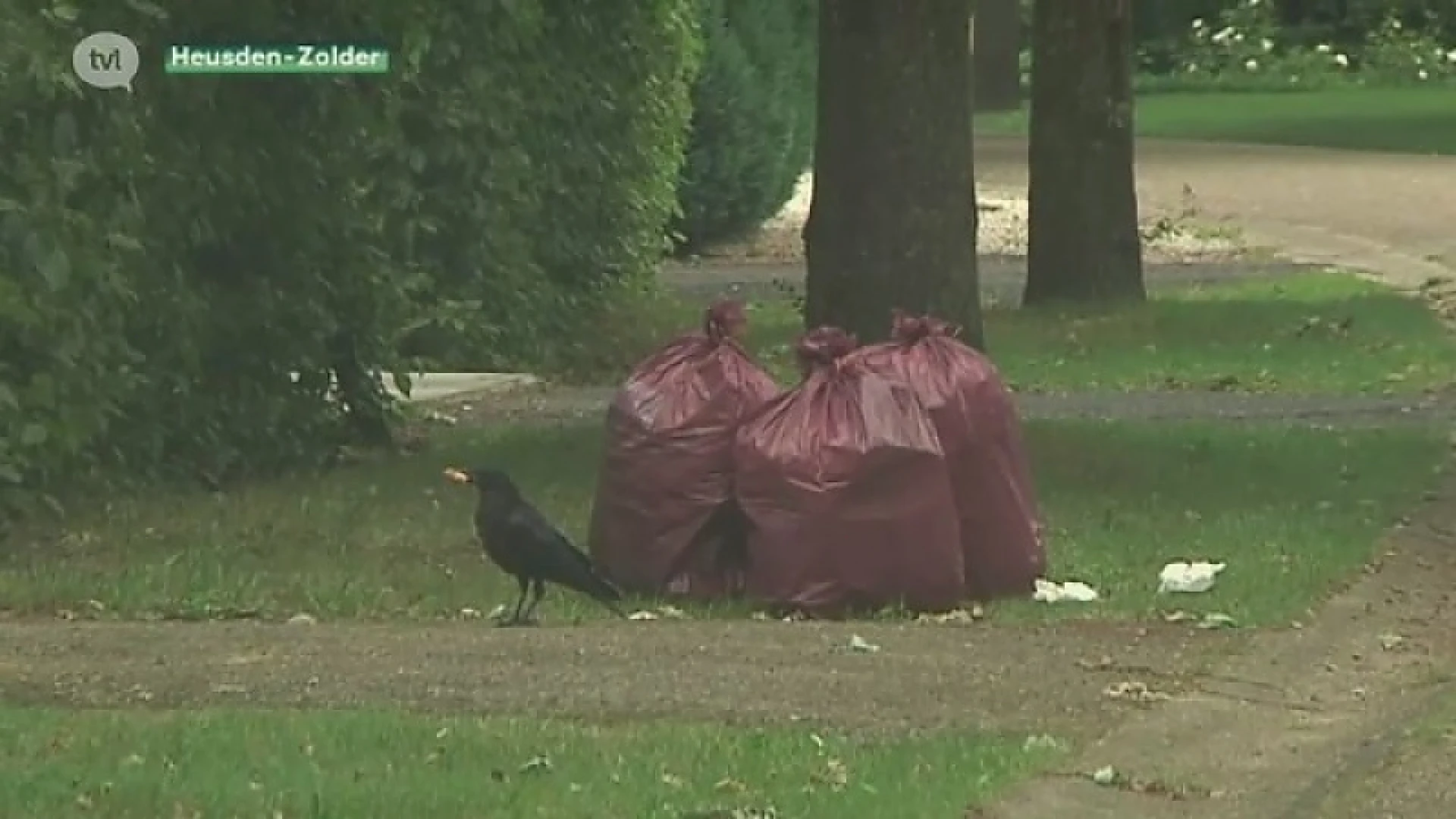 Vogels vernielen wekelijks vuilzakken in Heusden-Zolder