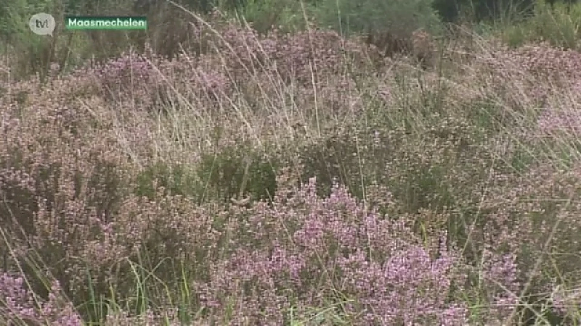 Limburgse heide staat nu al in bloei en dat levert prachtige beelden op