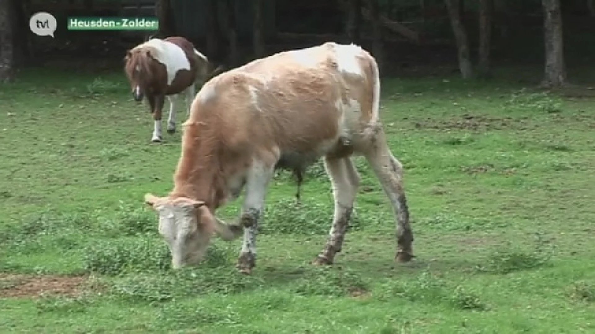 Vogel-en Zoogdierenopvangcentrum dient klacht in wegens poging doodslag na schermutseling bij inbeslagname