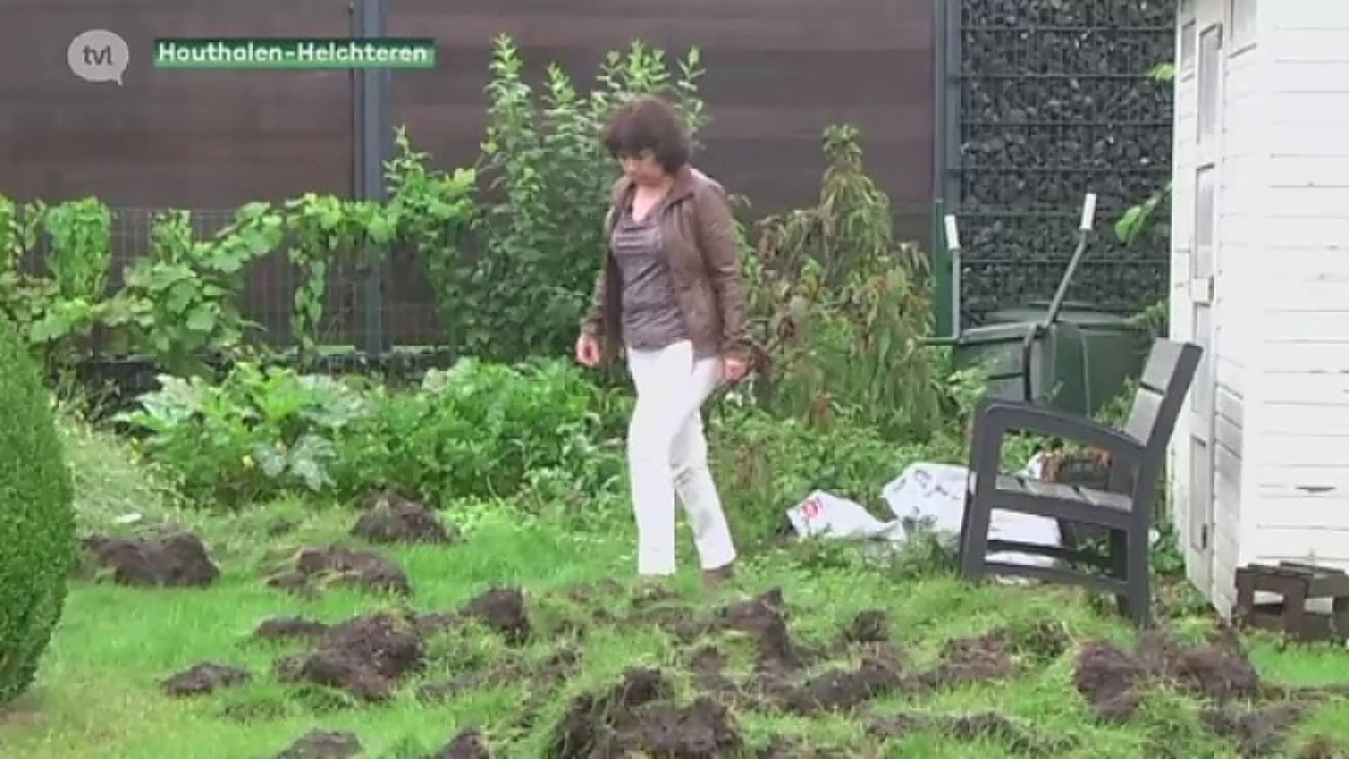 Everzwijnen vernielen tuin in Houthalen-Helchteren