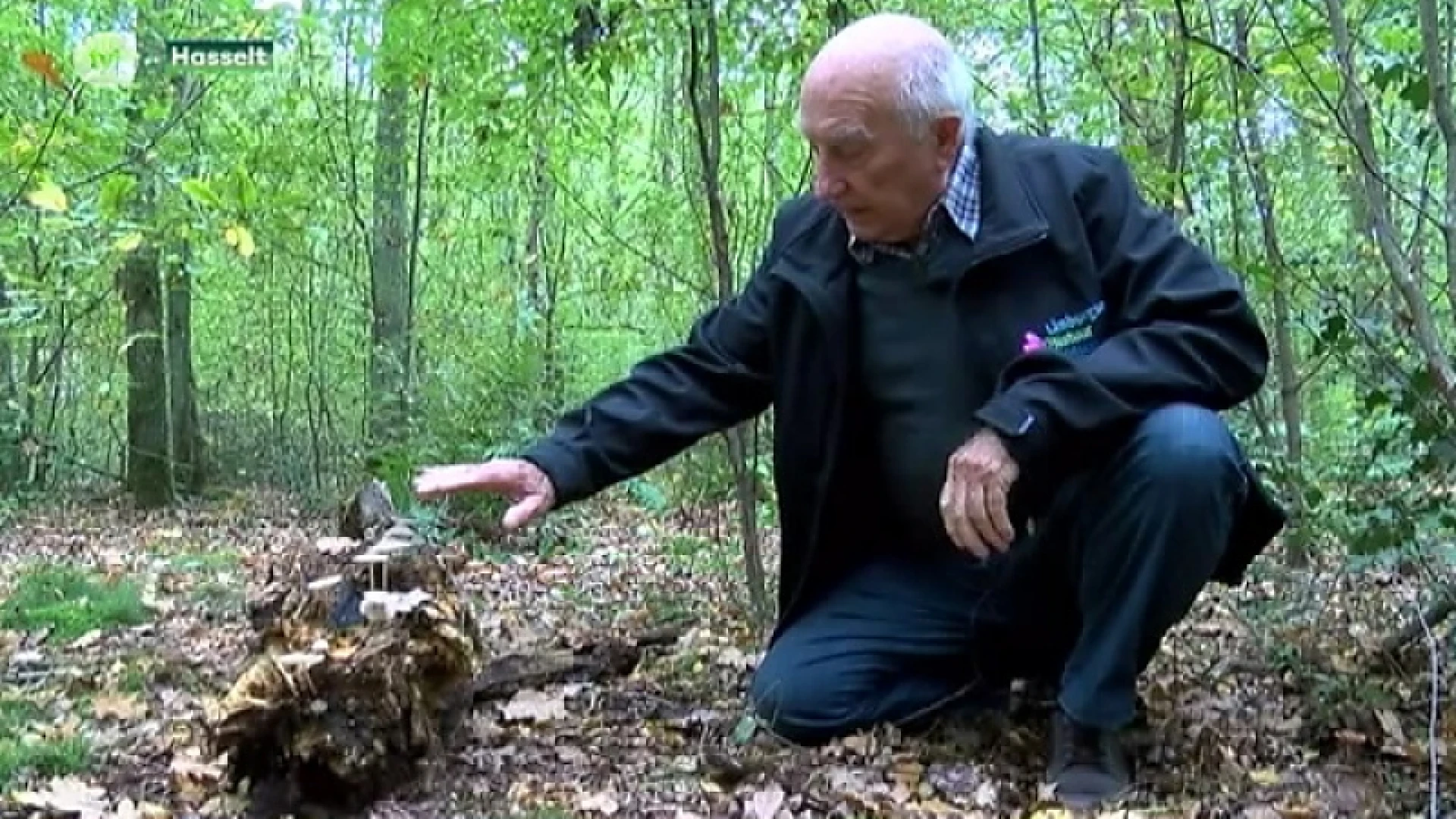 Welke paddenstoelen zijn eetbaar in onze Limburgse bossen?