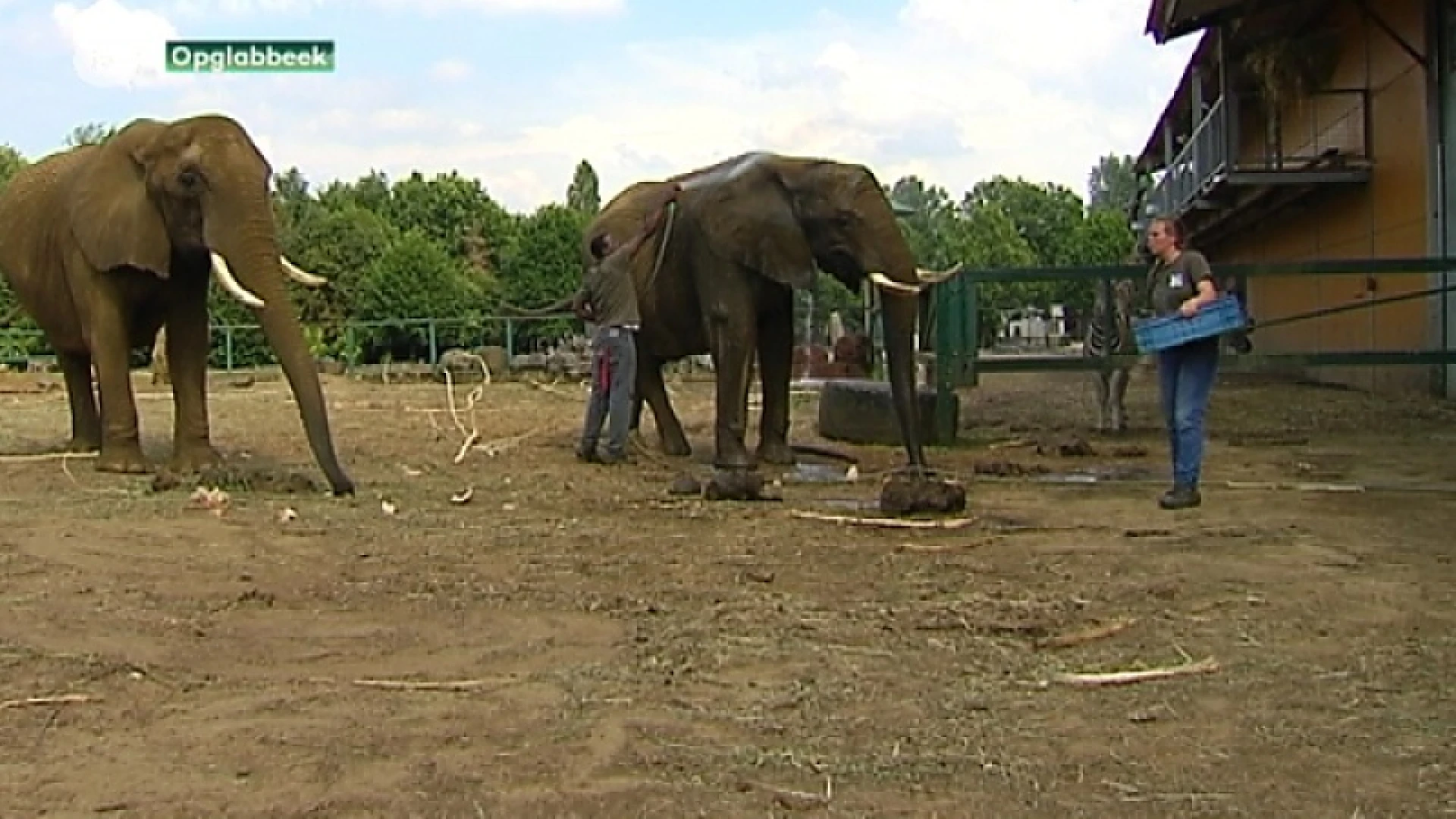 Olmense Zoo moet dicht: wat gebeurt er met de dieren?
