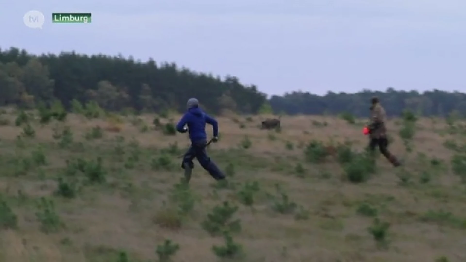 Natuurpunt: "Jacht in Bokrijk drijft everzwijnen naar E314"