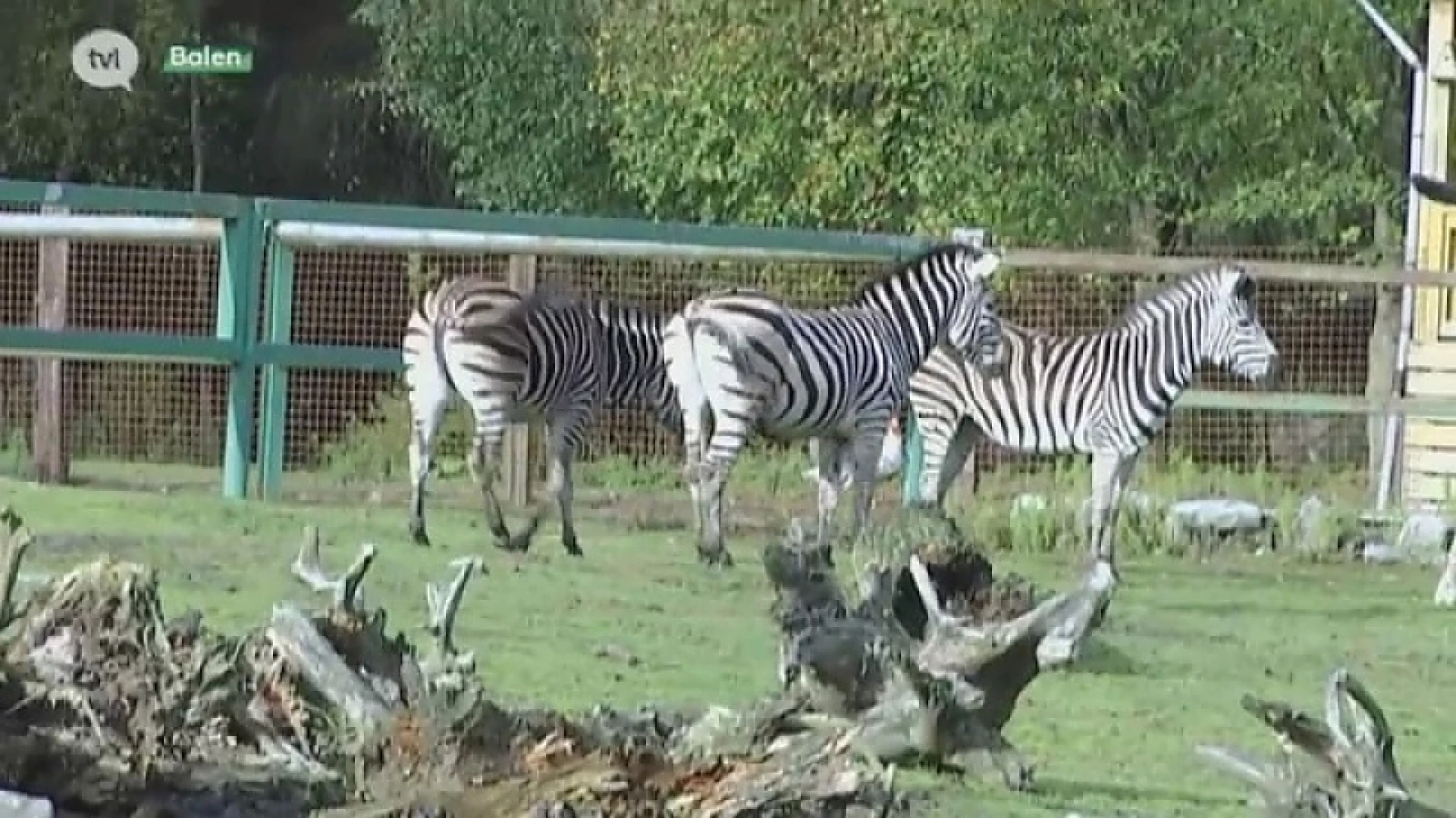 Wat verandert er in de Olmense Zoo? 'Een beetje onkruid wieden en we gaan zaterdag gewoon weer open'
