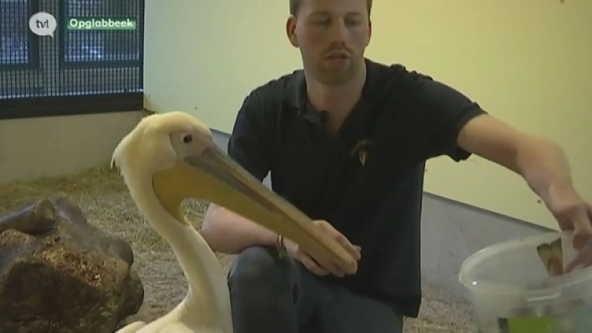 Roze pelikaan te gast in Natuurhulpcentrum