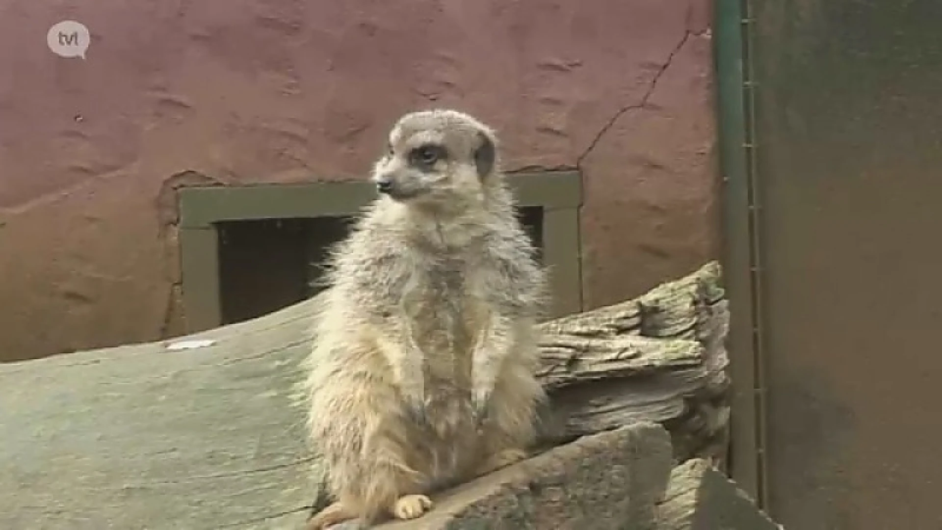 Olmense Zoo terug open voor het publiek