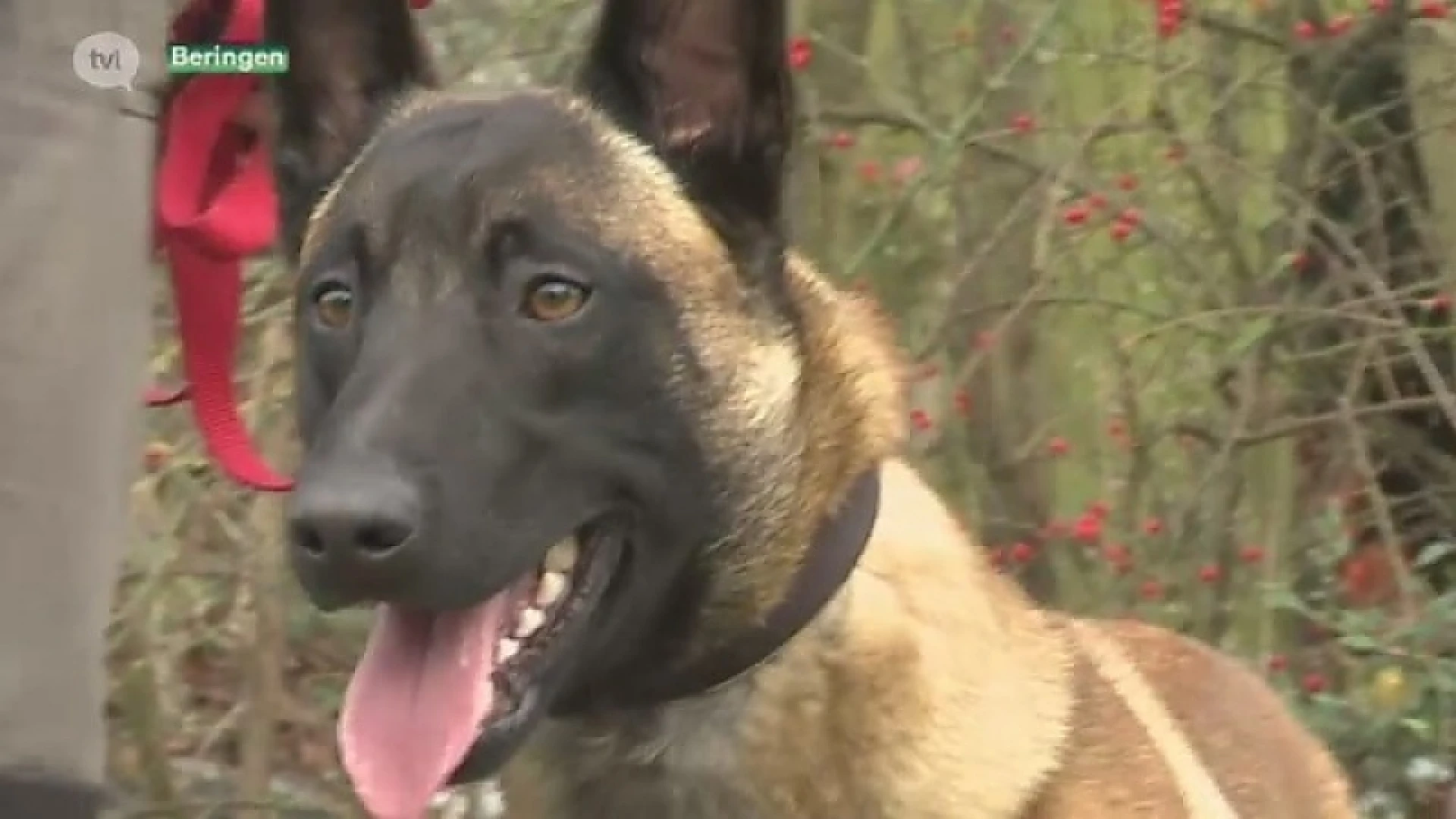 Hond die 12 schoolkinderen beet krijgt geen spuitje, maar terugkeer naar eigenaar niet zeker