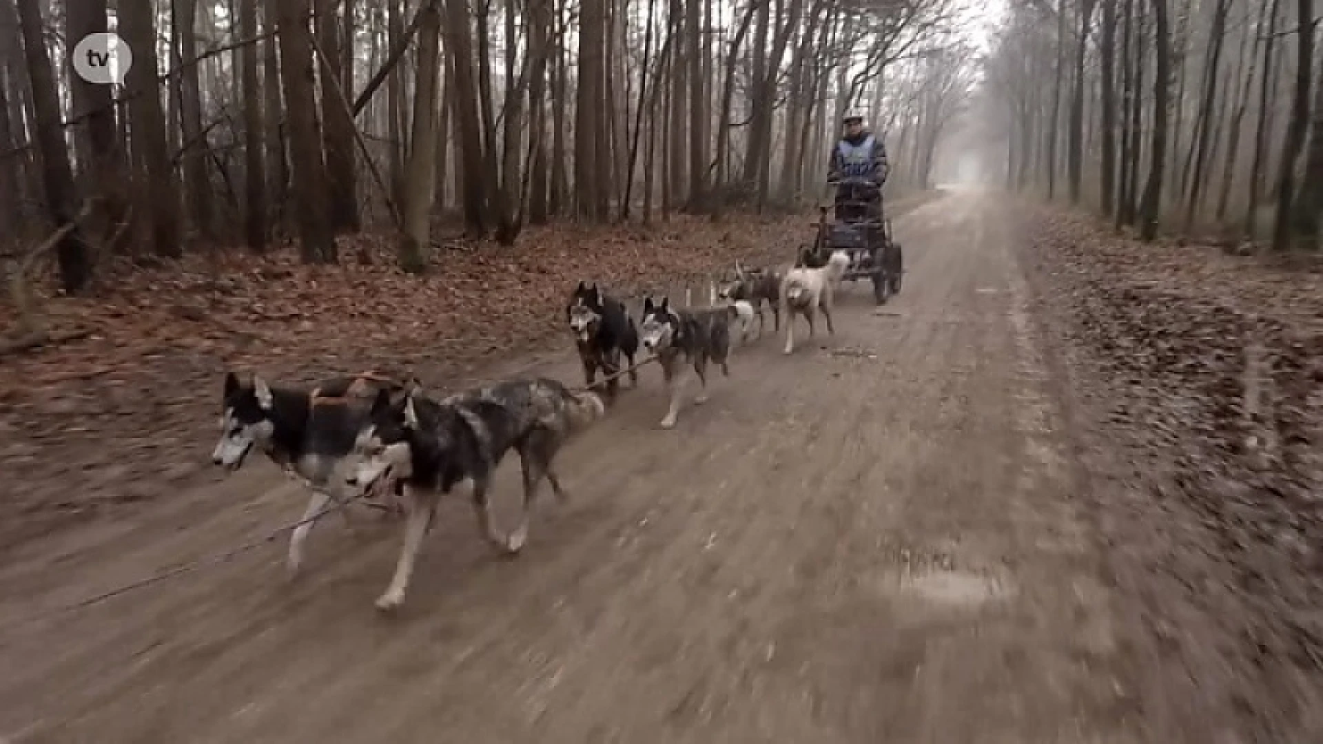 Meeuwen-Gruitrode: Sledehonden