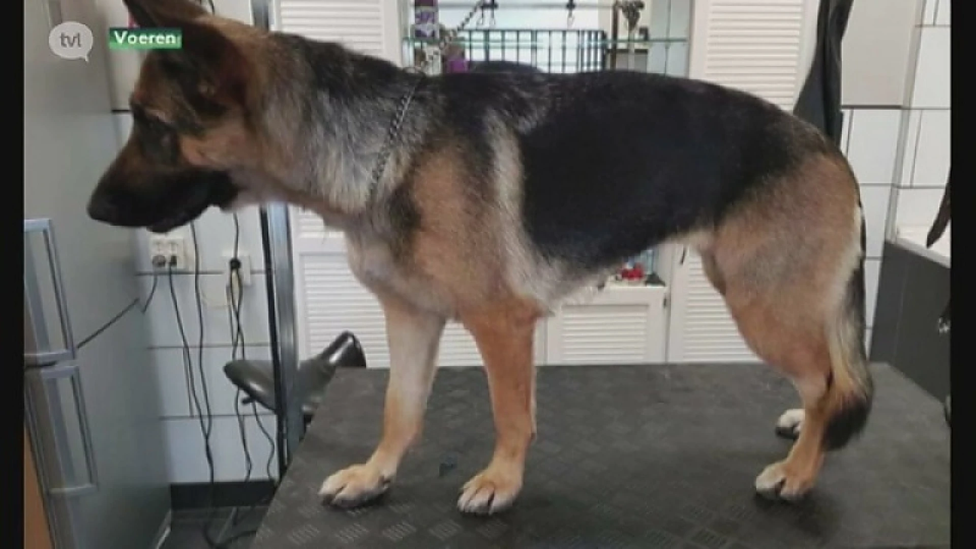 Hond doodgeschoten in Voeren