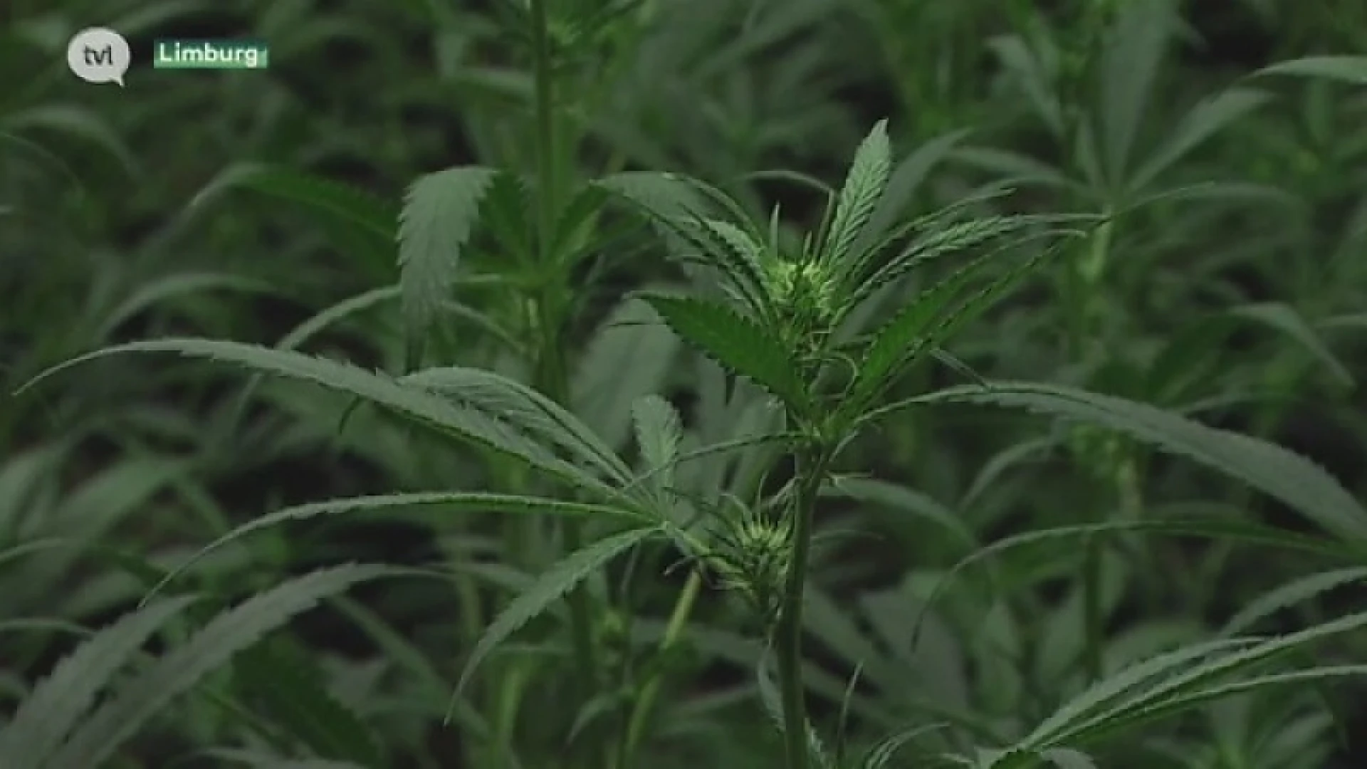 Zes cannabisplantages opgeruimd