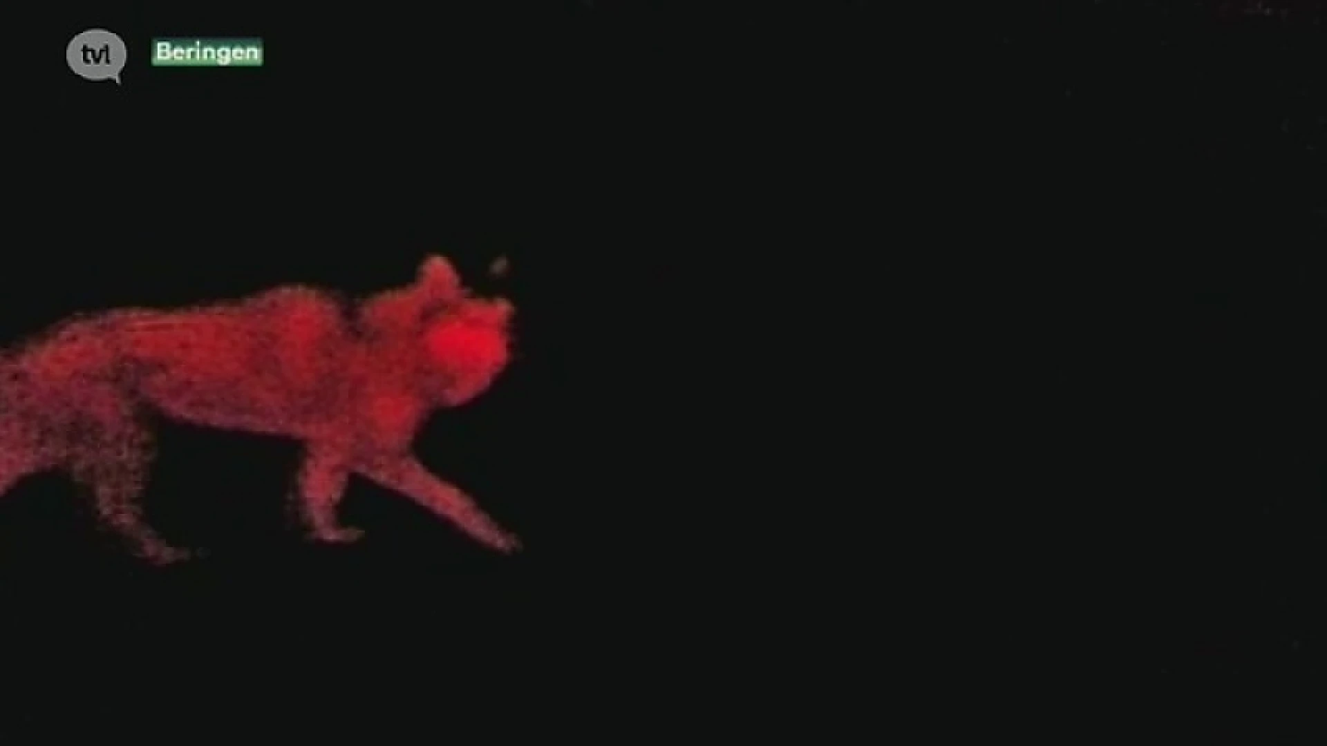 Man komt oog in oog te staan met wolf in Paal