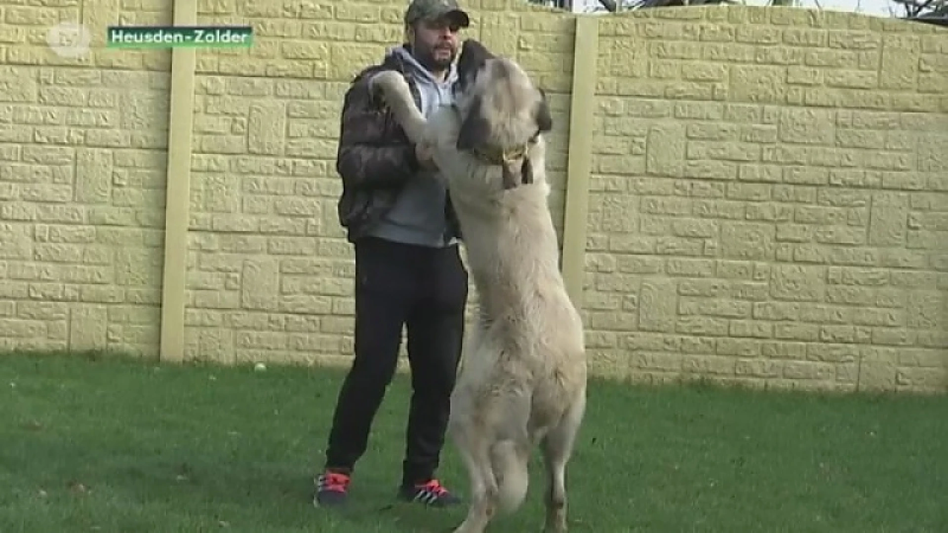Deze honden beschermen schapen tegen wolven. "Boer uit Meerhout krijgt eentje cadeau"