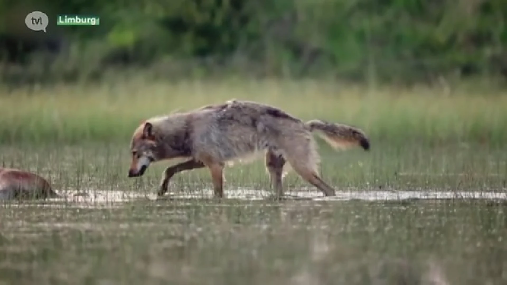 Waalse jagers dreigen Limburgse wolf neer te schieten