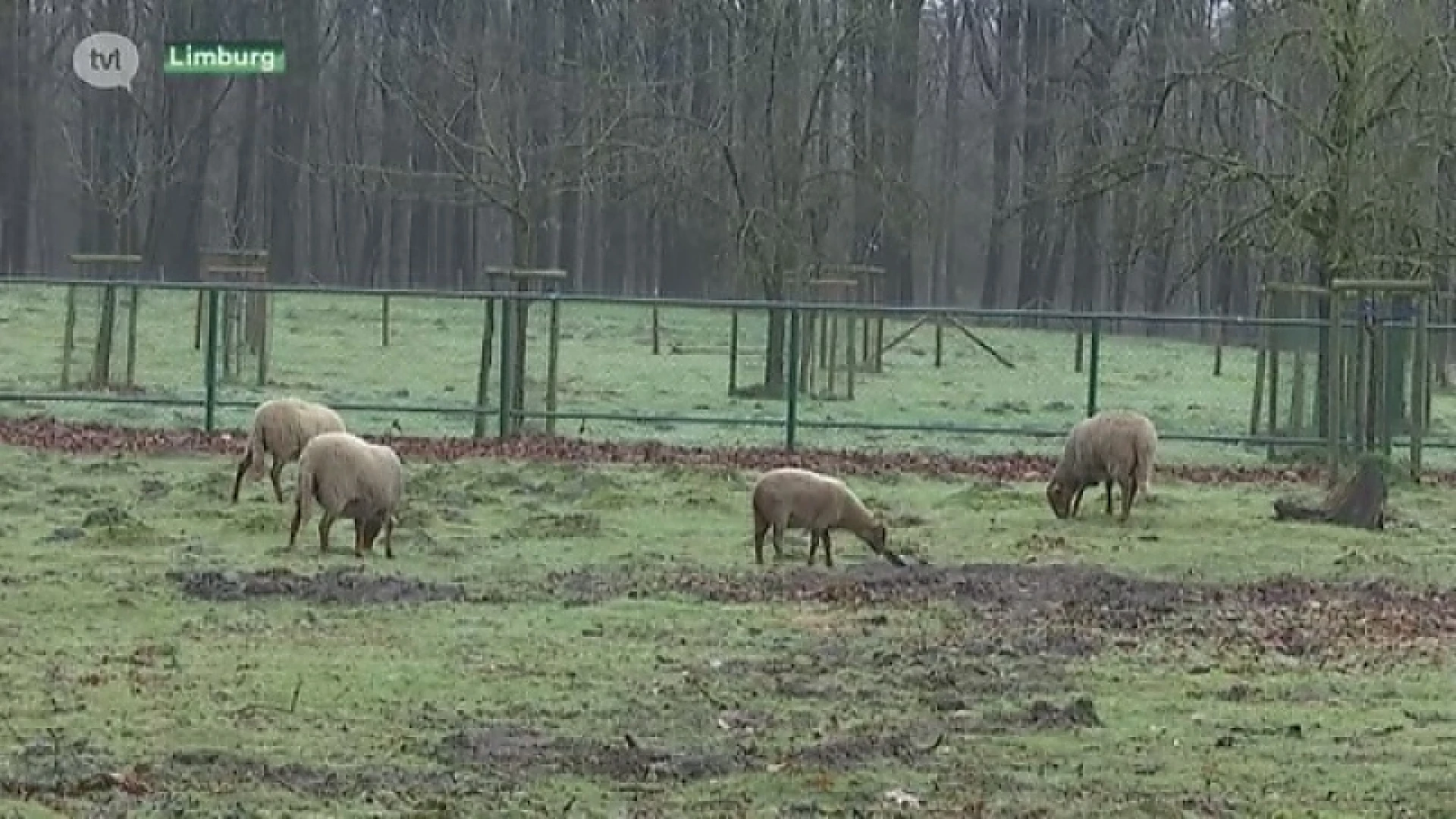 Heeft Naya opnieuw toegeslagen? "Acht schapen doodgebeten in Ranst"