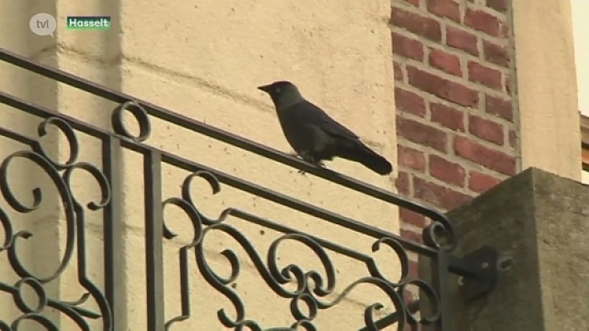 Limburgers tellen vogels tijdens vogeltelweekend