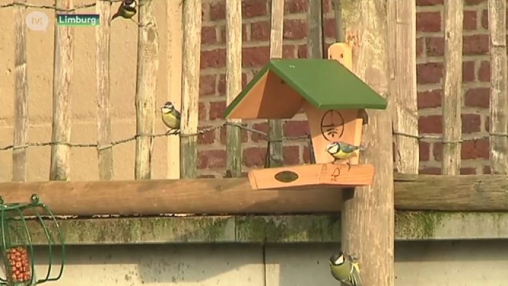 Steeds minder merels in Limburg