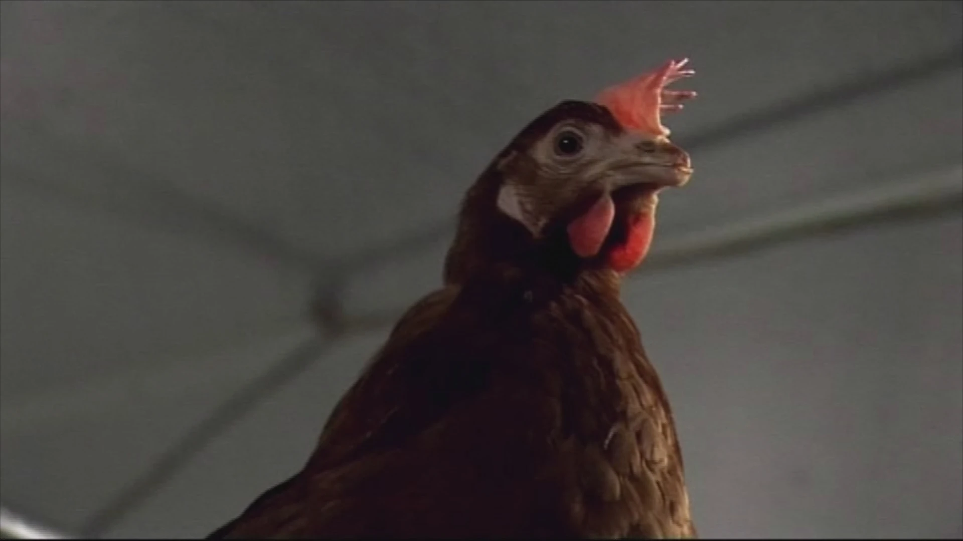 Vogelgriep vastgesteld bij pluimveebedrijf in Tongeren