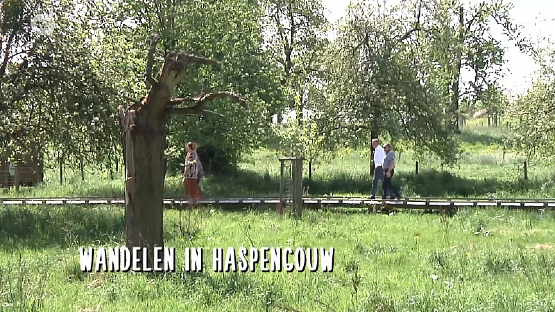 Wandelen in Haspengouw