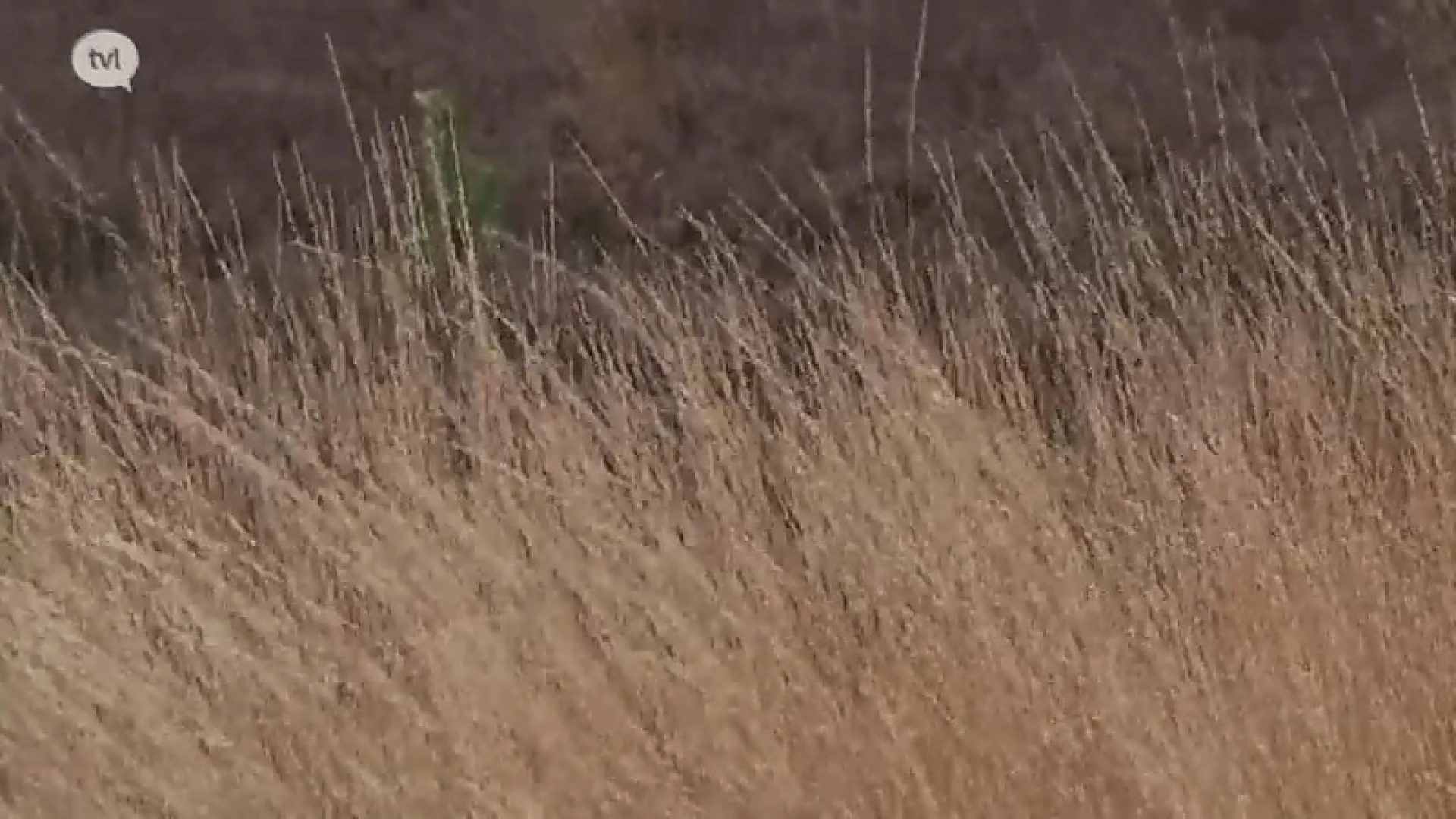 Code Oranje in Limburgse natuurgebieden