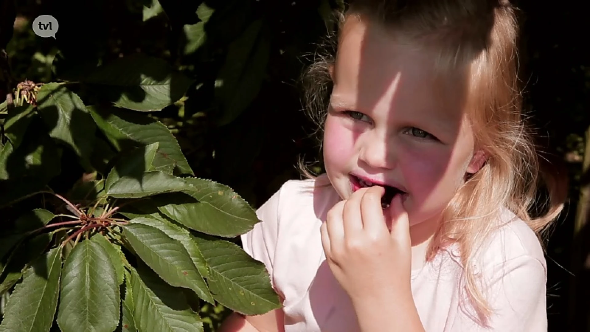 De dag van de kers, zondag 8 juli