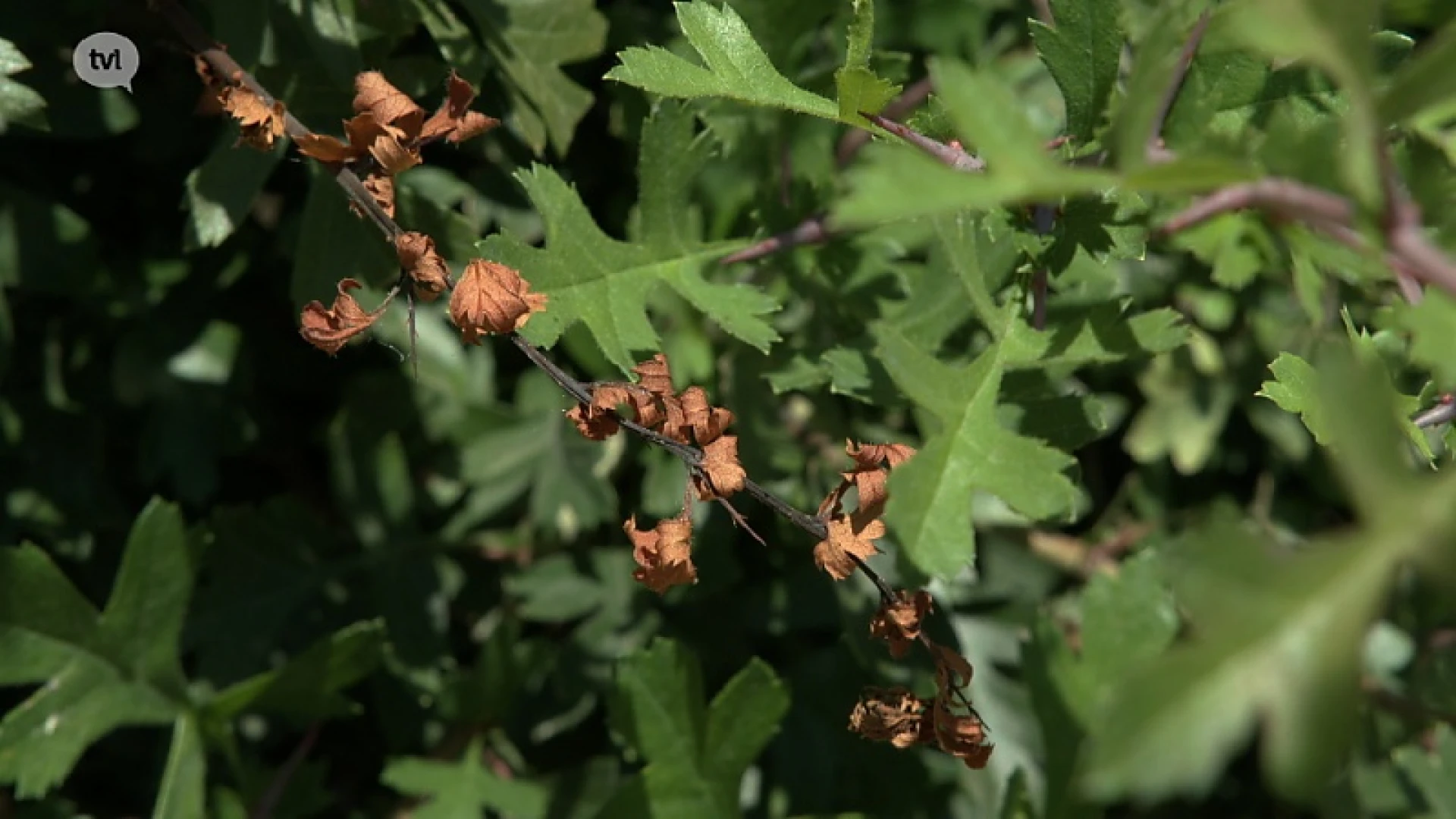Opgelet: bacterievuur kan fruitsector ernstige schade berokkenen