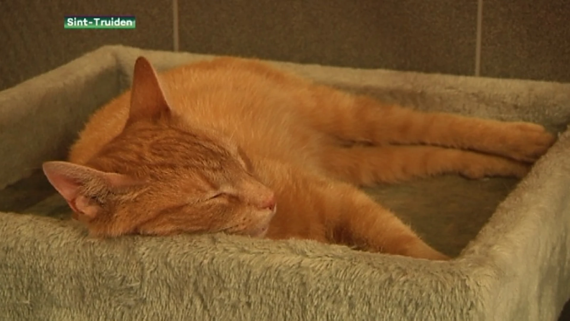 Hitteplan voor dieren is van kracht