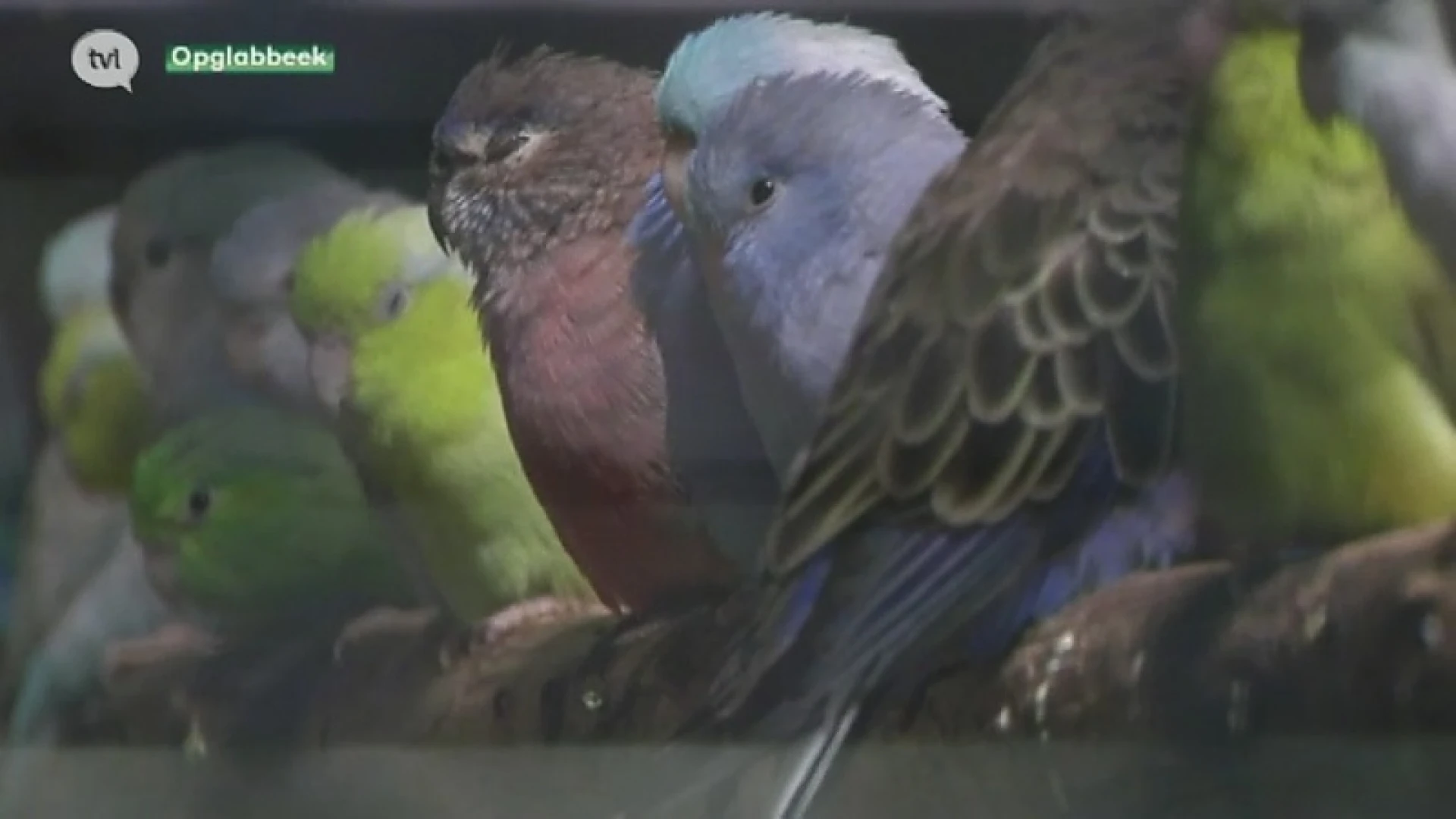 Natuurhulpcentrum vangt 350 gesmokkelde vogels, aapjes en stinkdieren op