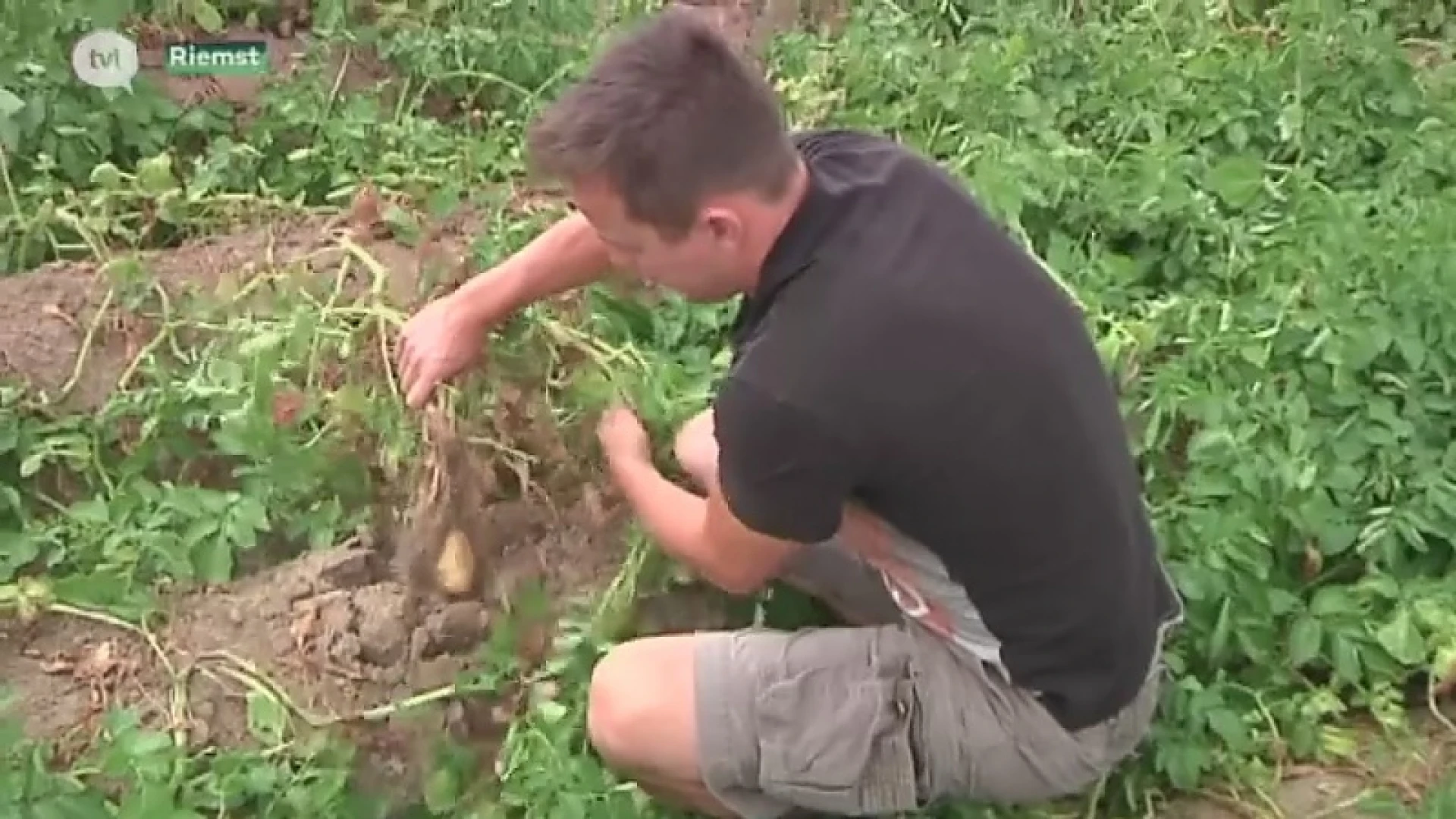 Boeren smeken om regen