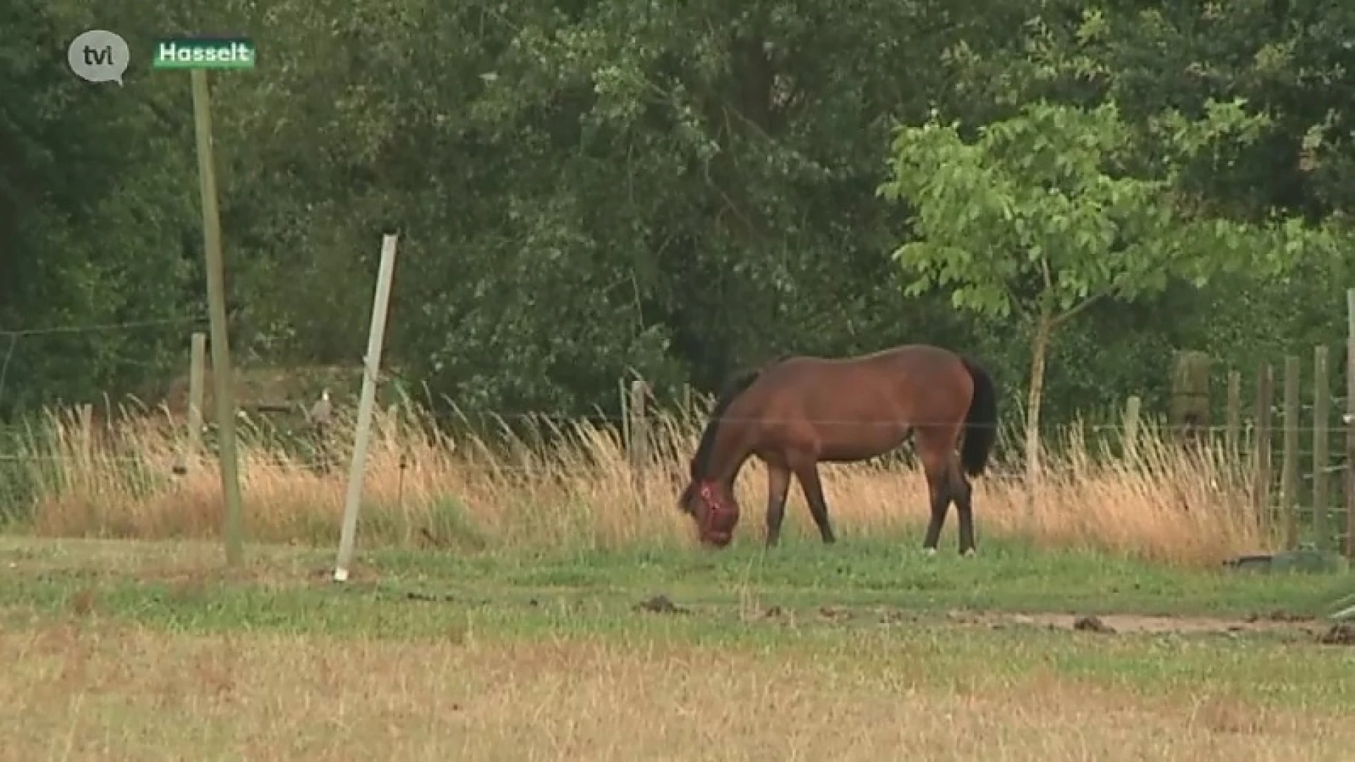 Dierenarts over paardenbeul Hasselt: "Paard is bewust toegetakeld"