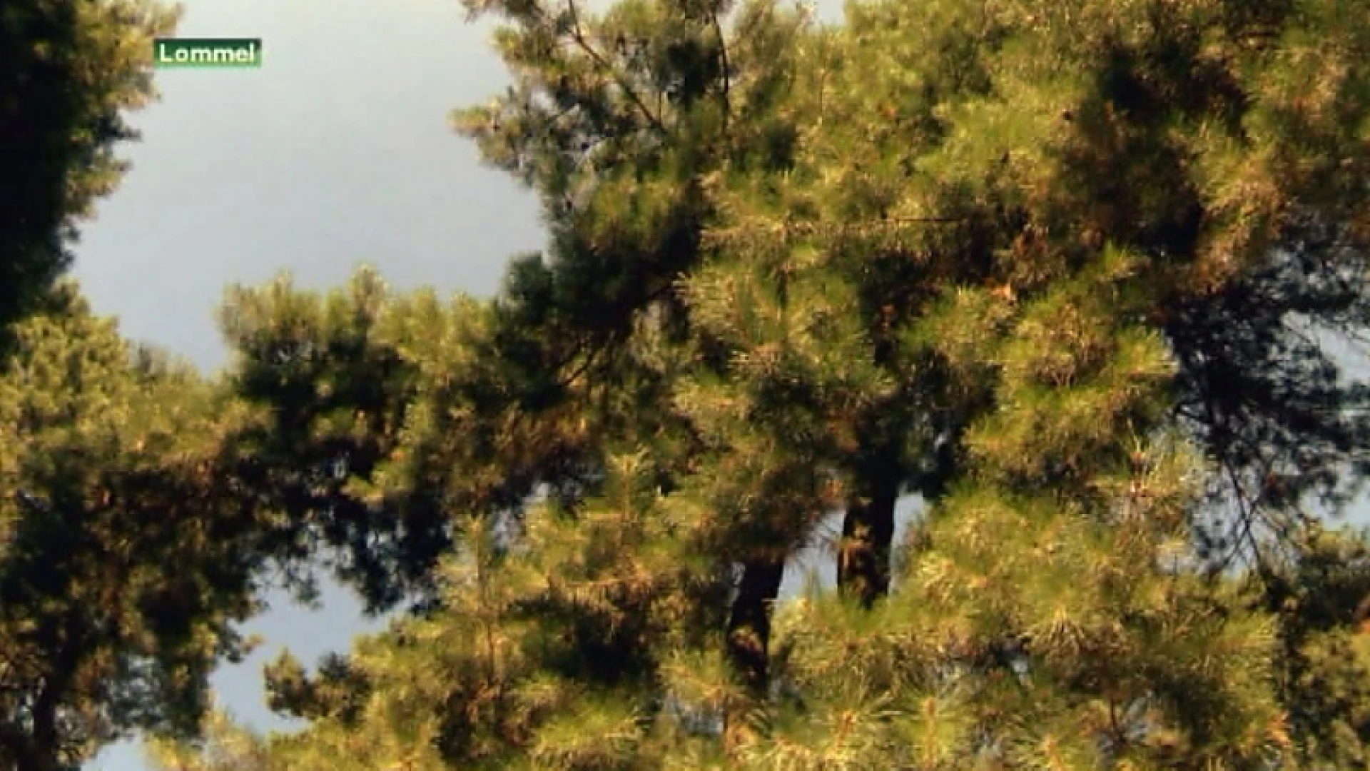 "Bomen kappen tegen droogte houdt geen steek"