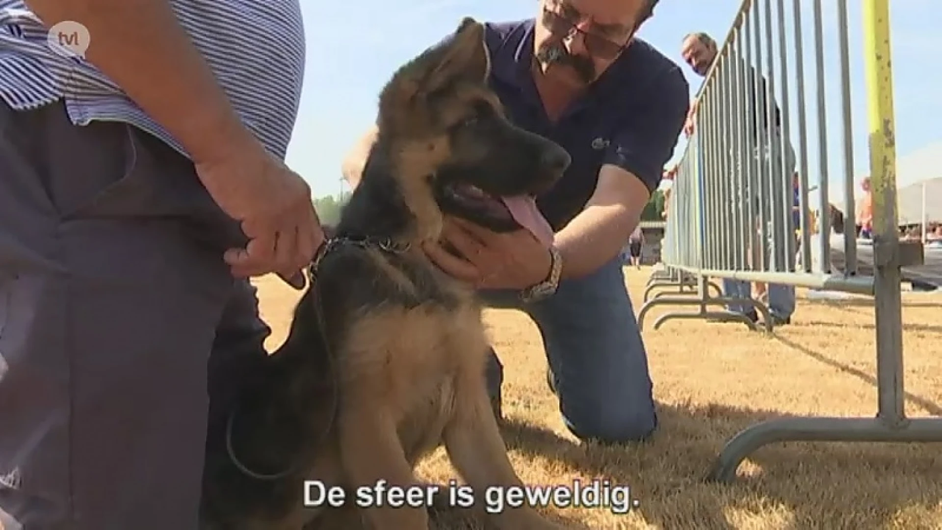 Wereldtop van de Duitse herders strijkt neer in Heusden-Zolder