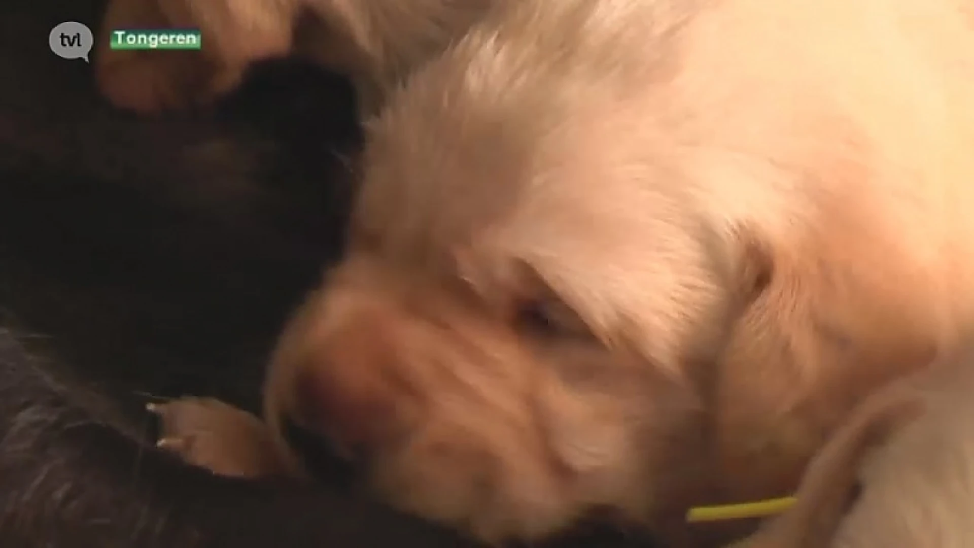 7 superpups moeten zorgen voor meer dan 100 assistentiehonden