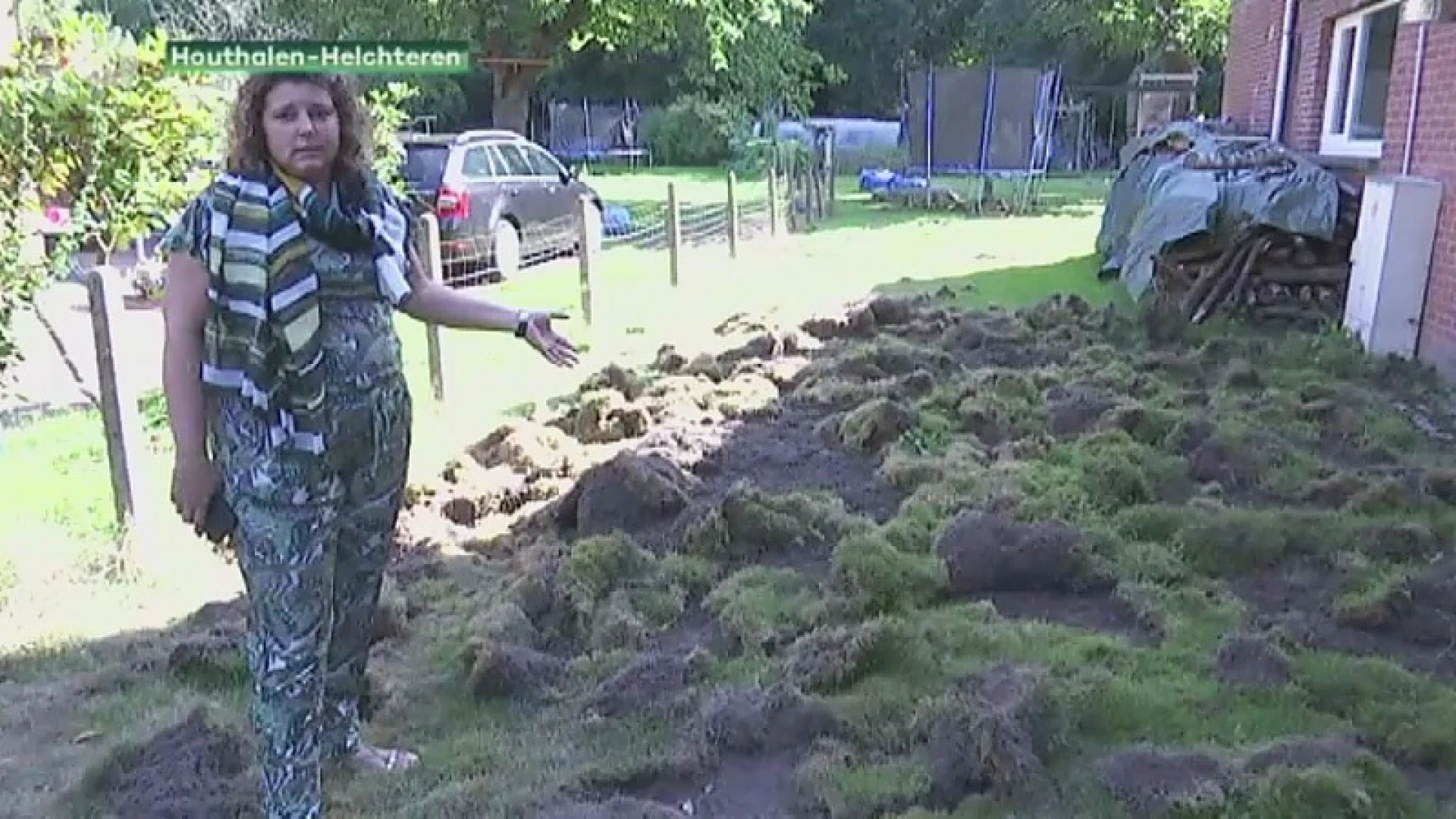 Gezin uit Houthalen-Helchteren 5 keer op 2 weken tijd geteisterd door everzwijnen