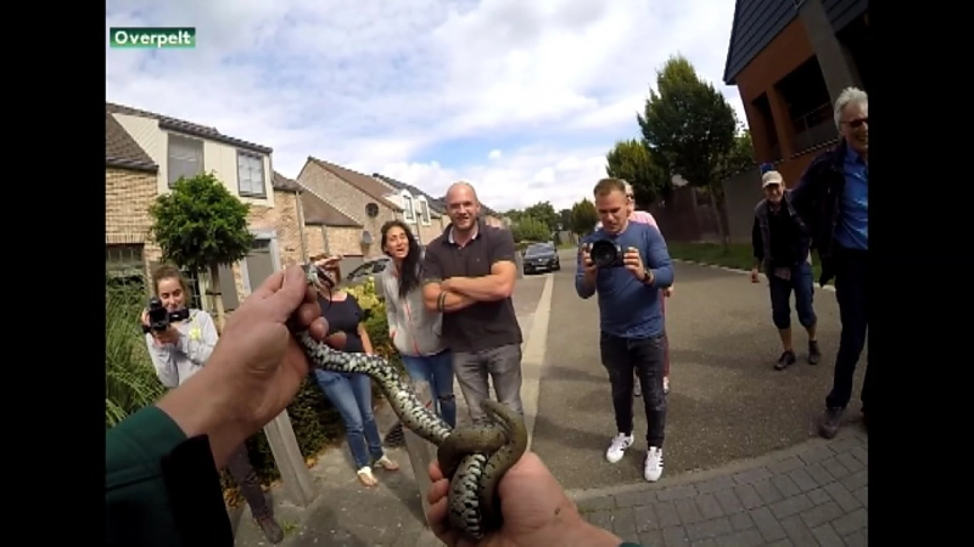 Koppel uit Overpelt vindt ringslang onder motorkap