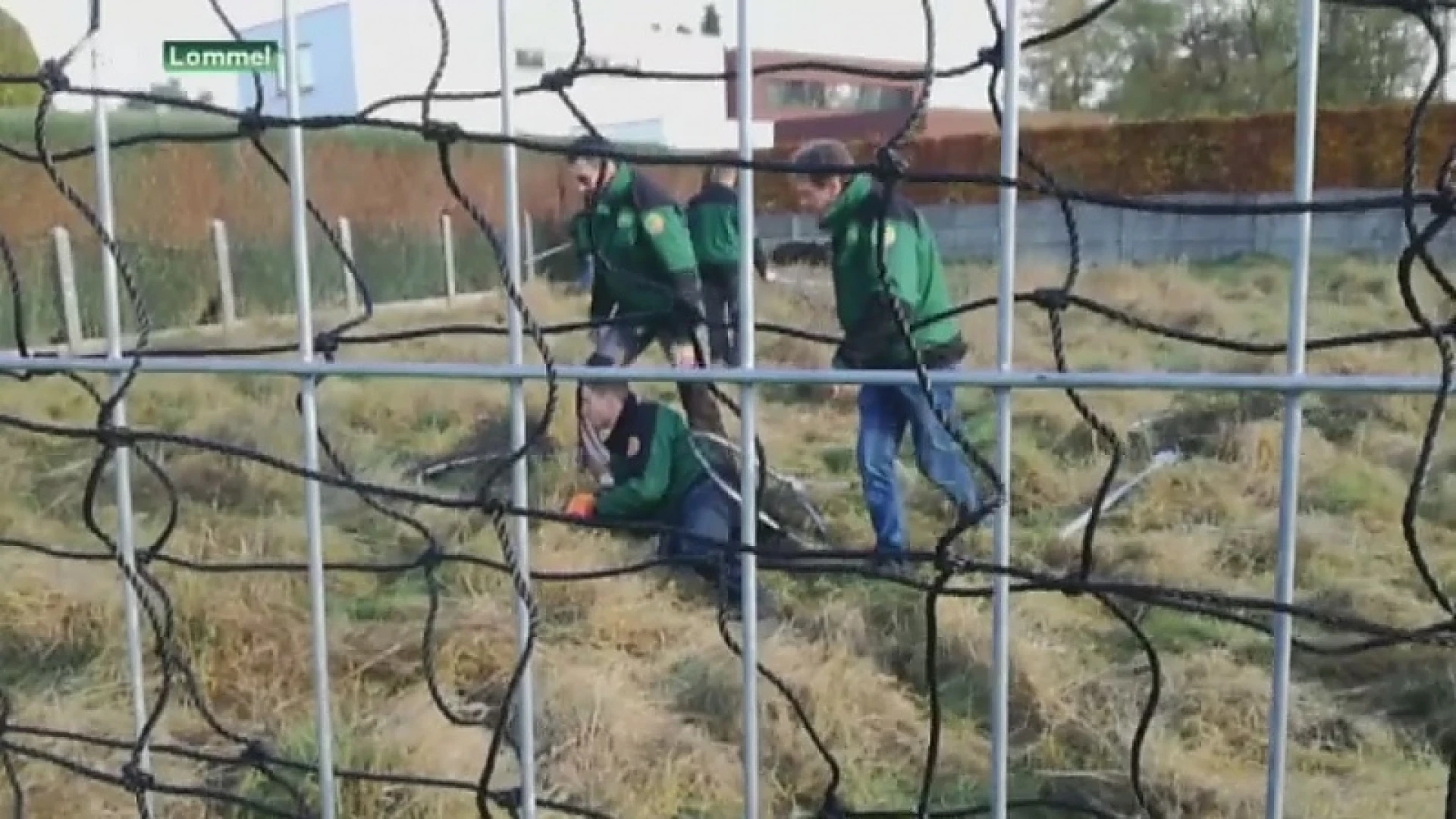 Natuurhulpcentrum vangt tamme everzwijnen in centrum van Lommel