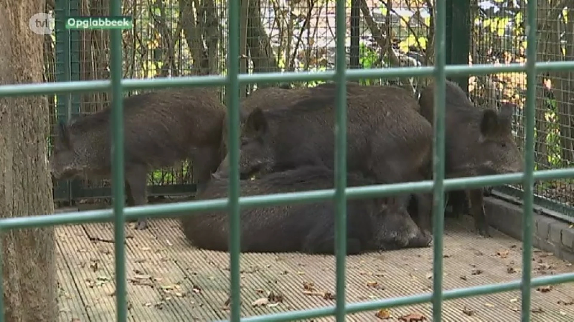 Agentschap Natuur en Bos schiet tamme everzwijnen in Natuurhulpcentrum dood