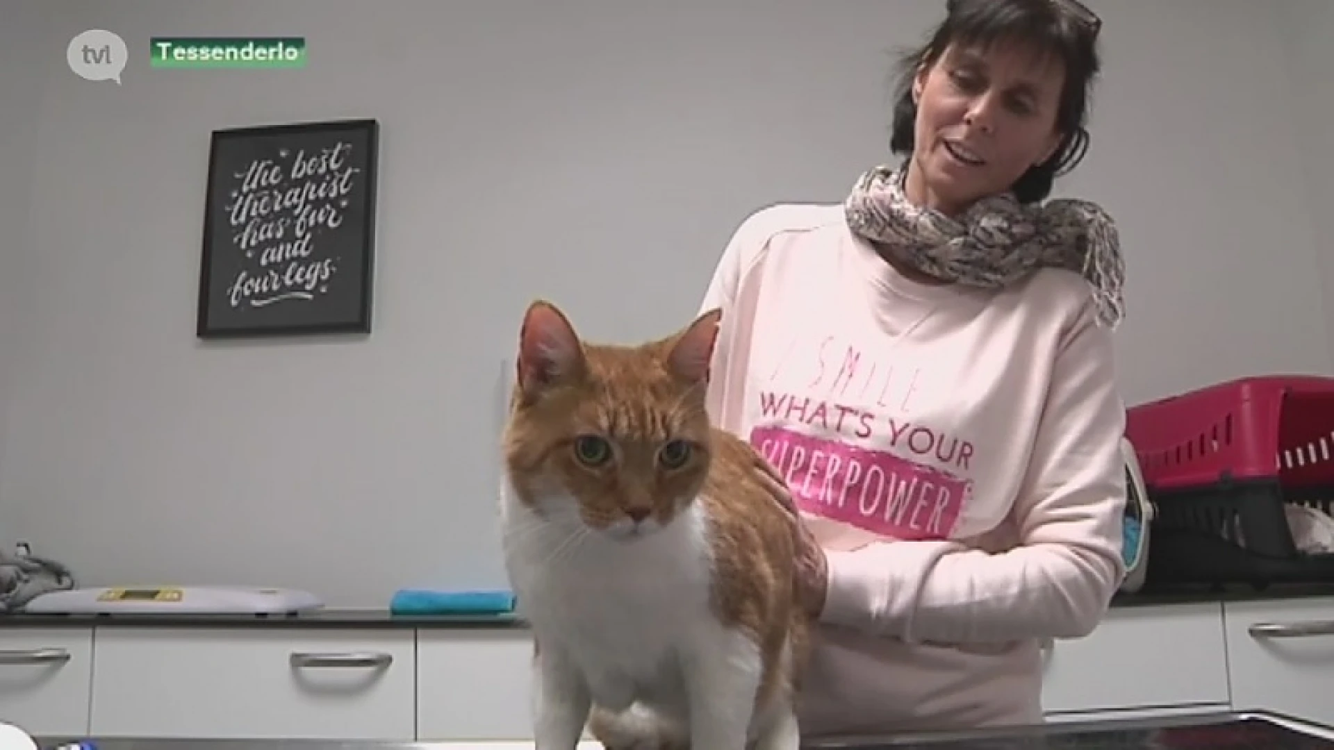Kattenopvang in Tessenderlo op de rand van de afgrond