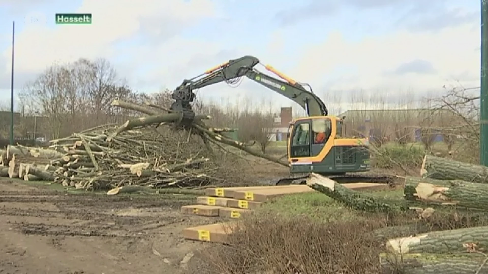 Forse bomenkap in Hasselts park
