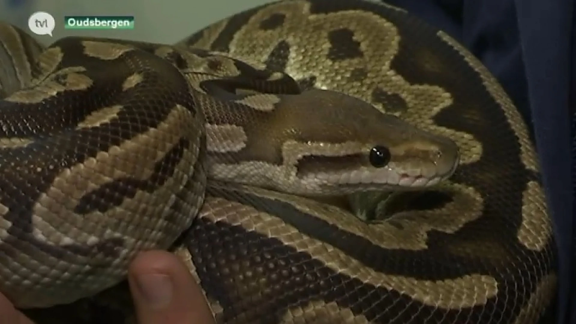 Koningspythons die in Hasselt gedumpt werden, herstellen in Natuurhulpcentrum