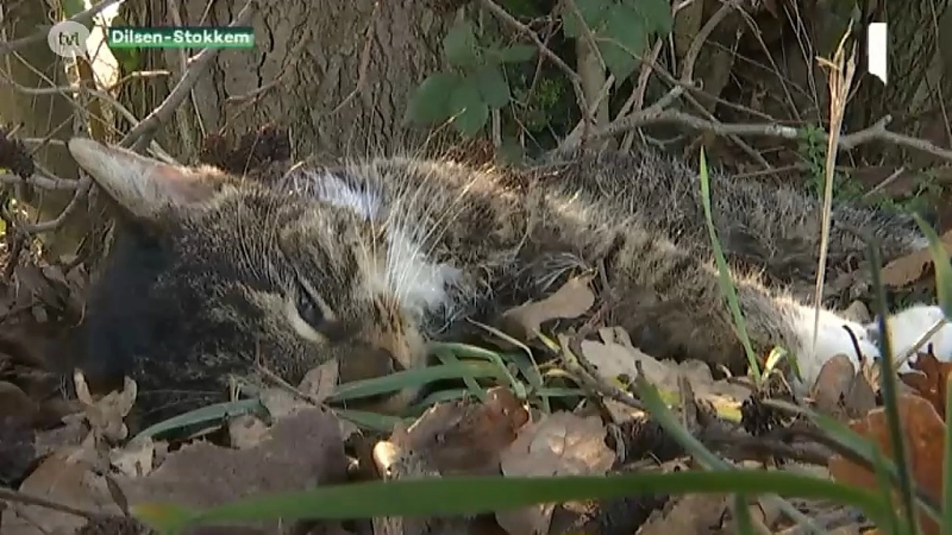 Dode kat en vos gevonden in Rotem. Buurt vreest voor gifstrooier.