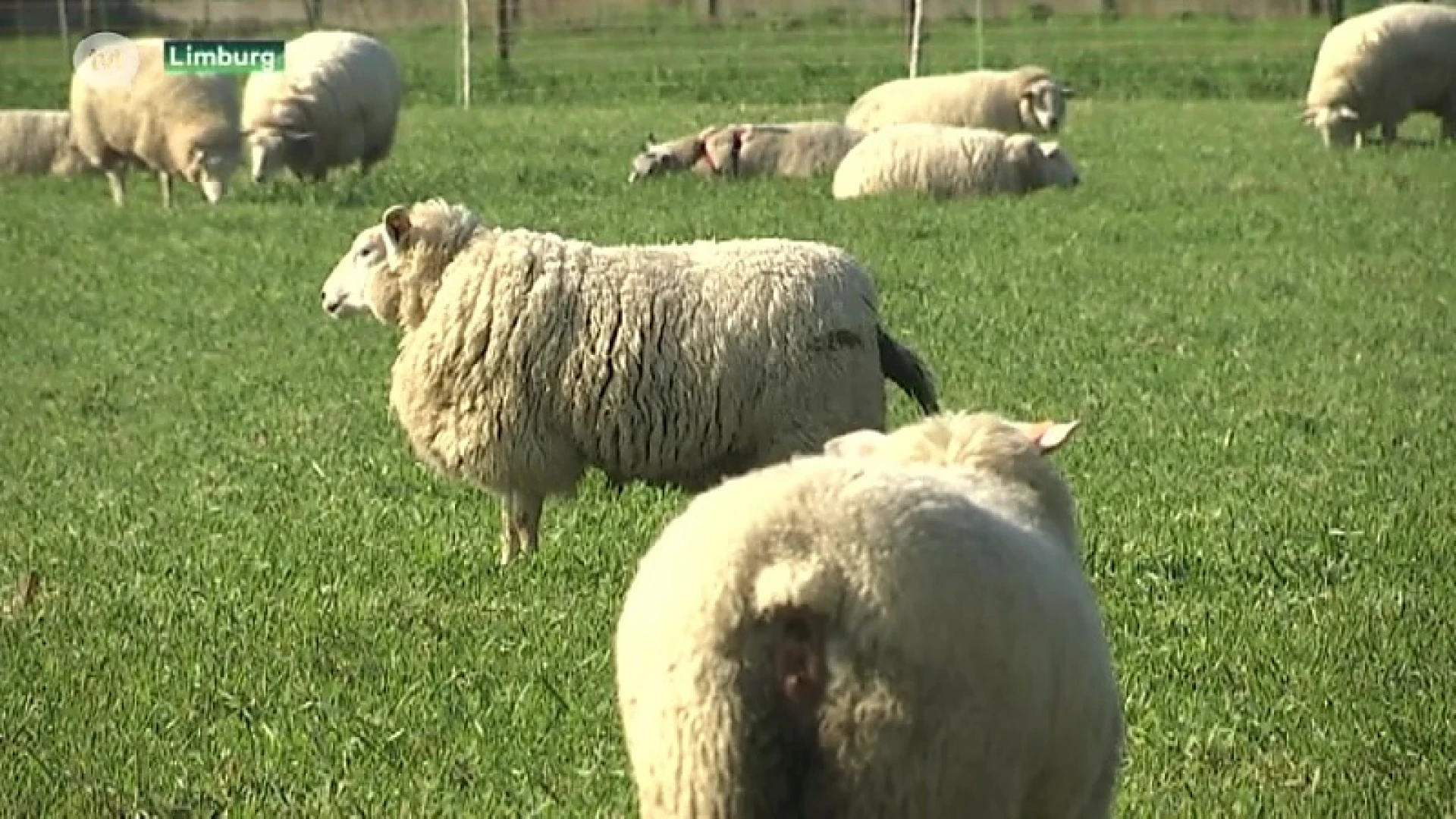 Lode Ceyssens: ''Alle mogelijke middelen inzetten om draagvlak voor wolven in Limburg te behouden''