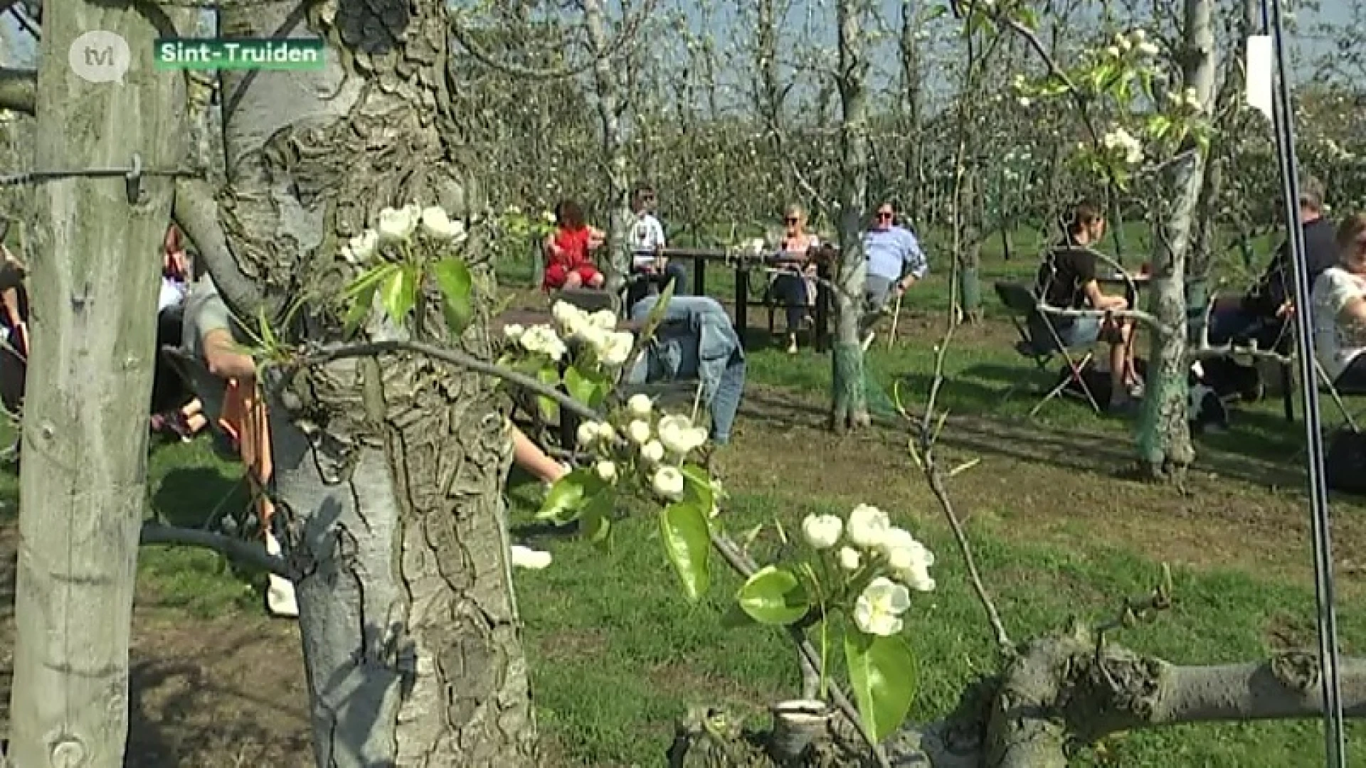 Topweekend voor bloesemtoerisme