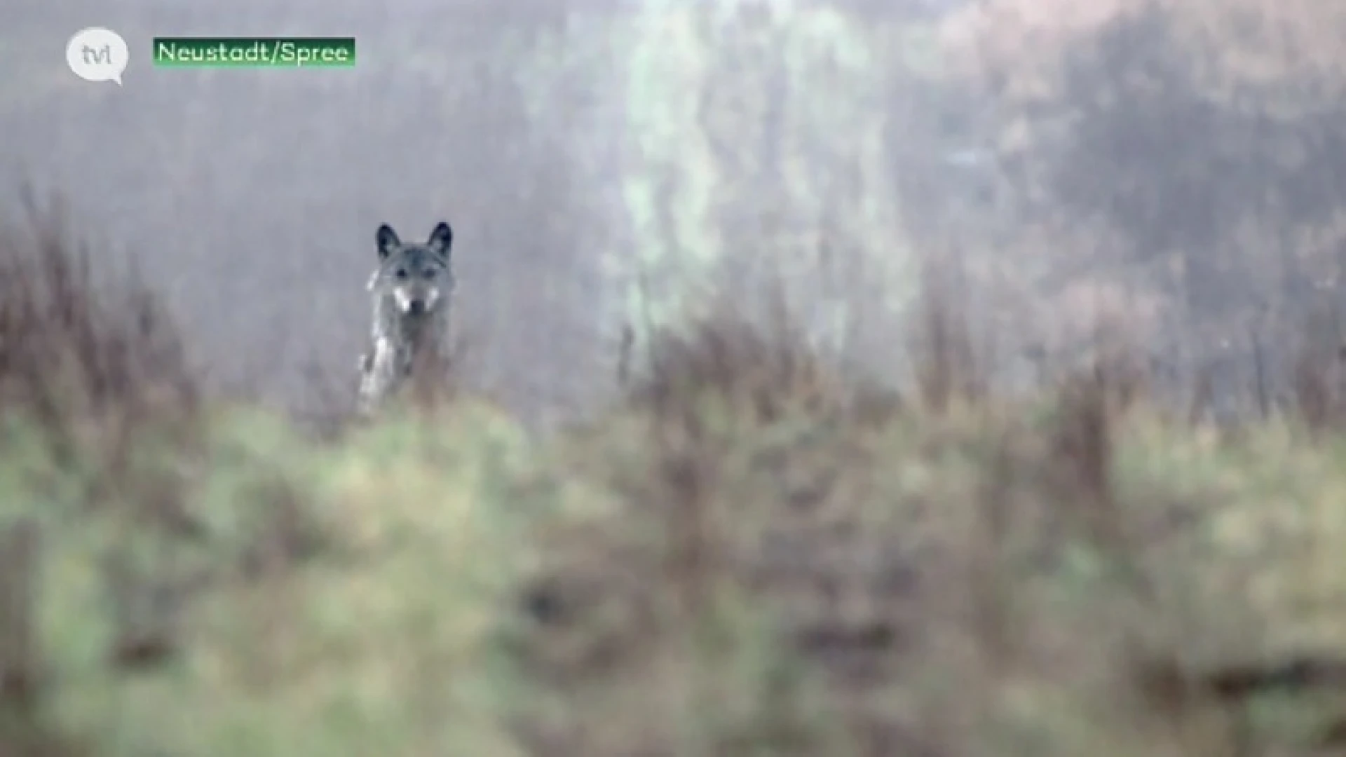 Duitse wolvenexpert Kaasche: "Verplicht schapenhouders te omheinen in België"