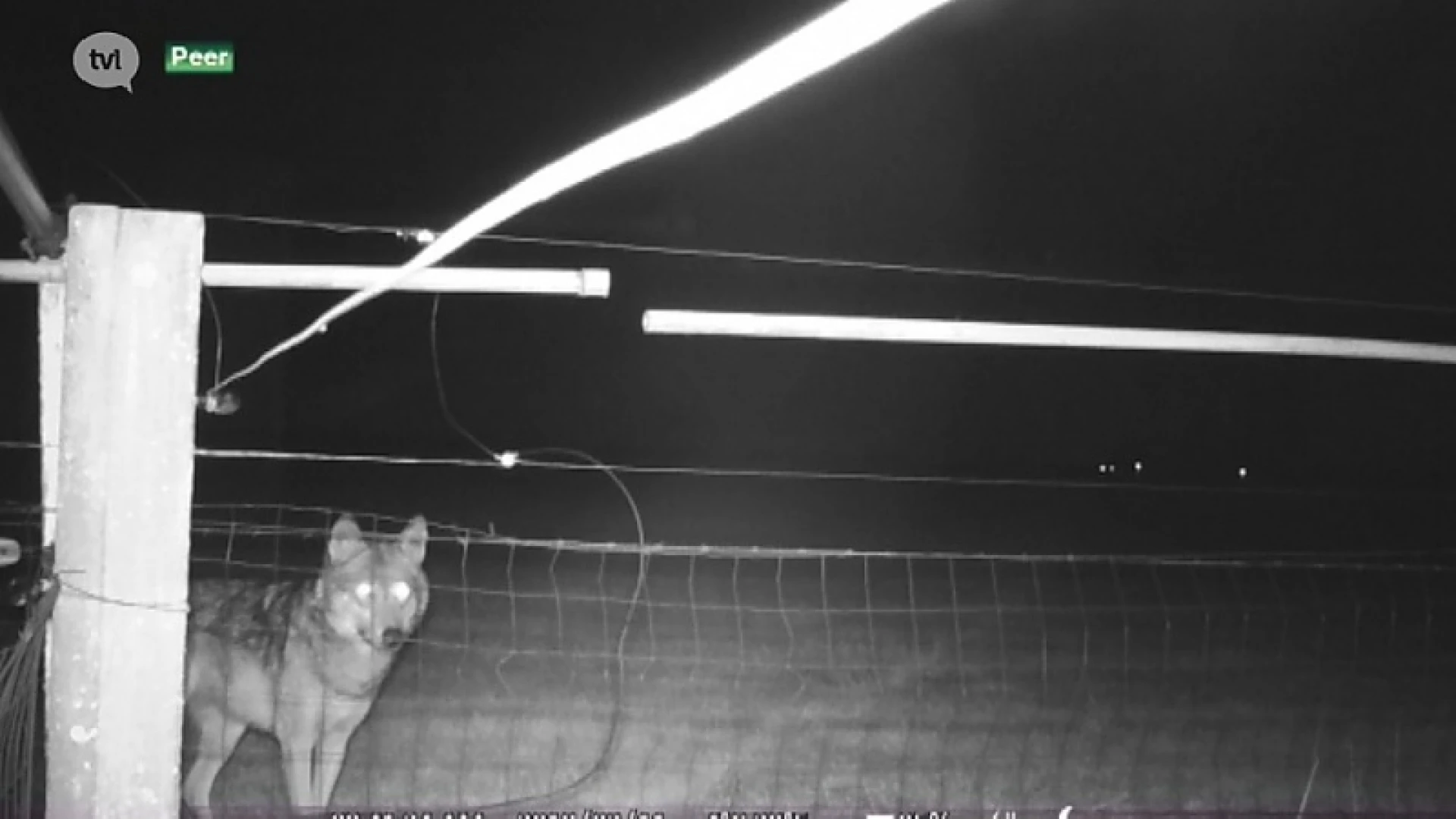 Schapenhouder maakt unieke beelden van wolf August in Peer