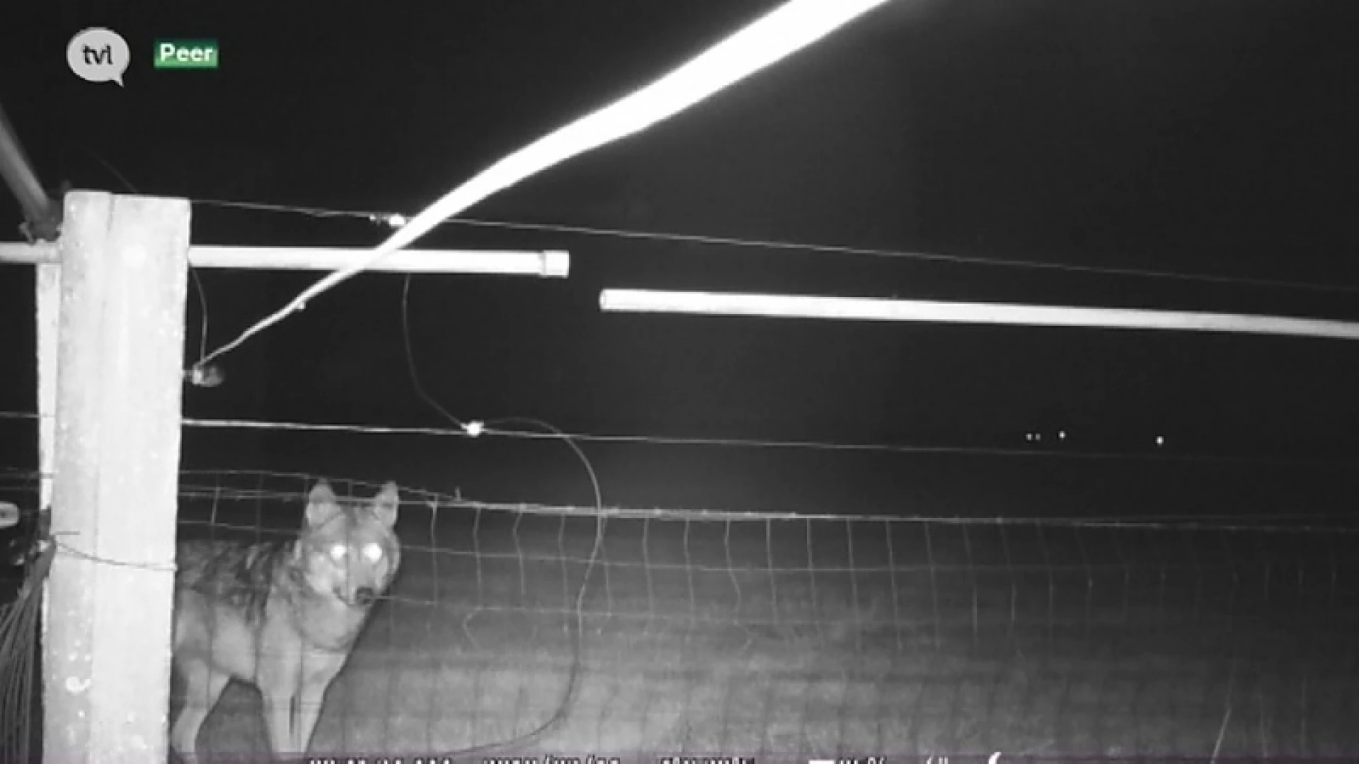 Unieke beelden: wolf laat schapen in Peer met rust omdat er schrikdraad rond staat