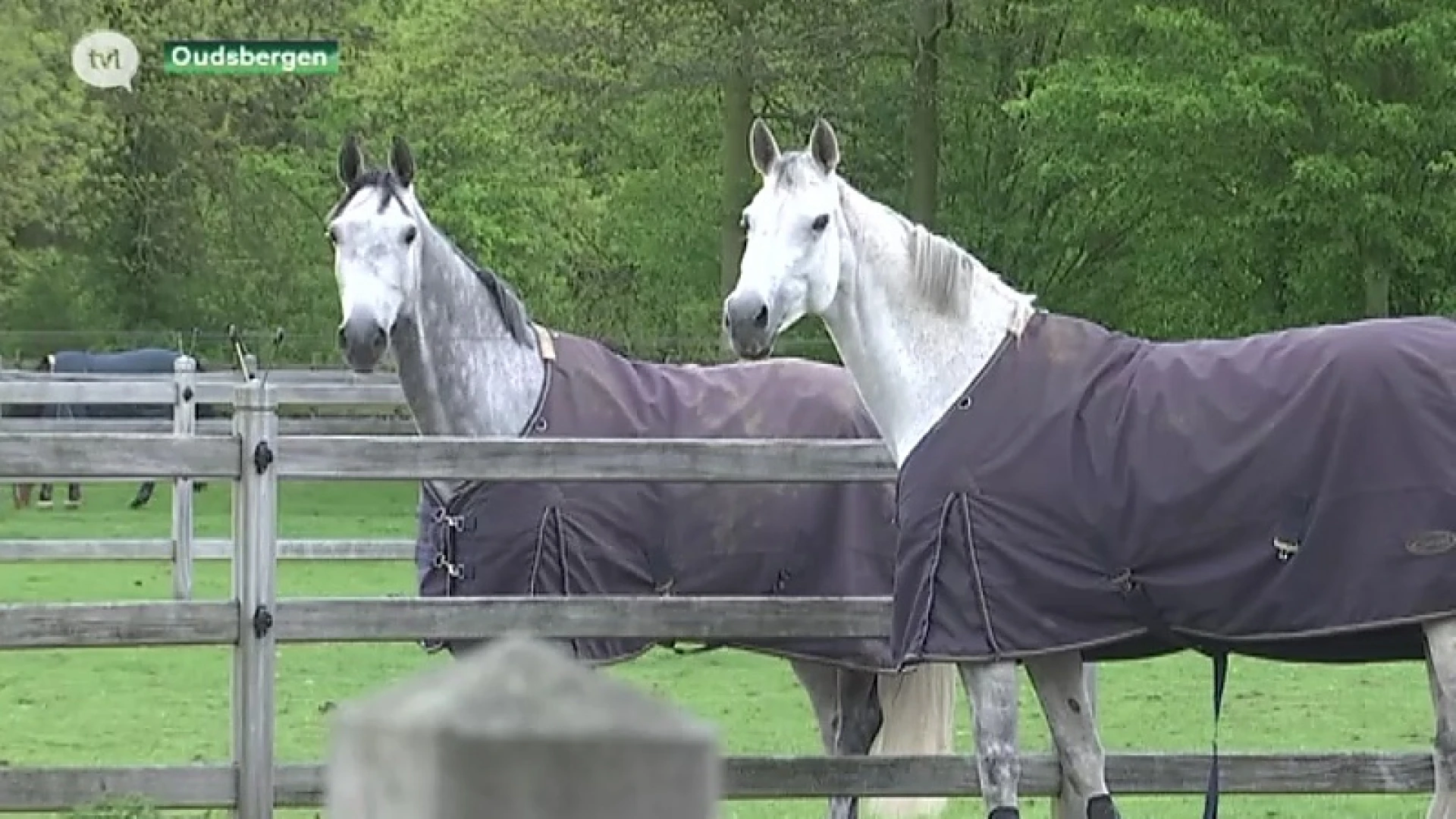Paardenhouderij zet Limburg op de kaart