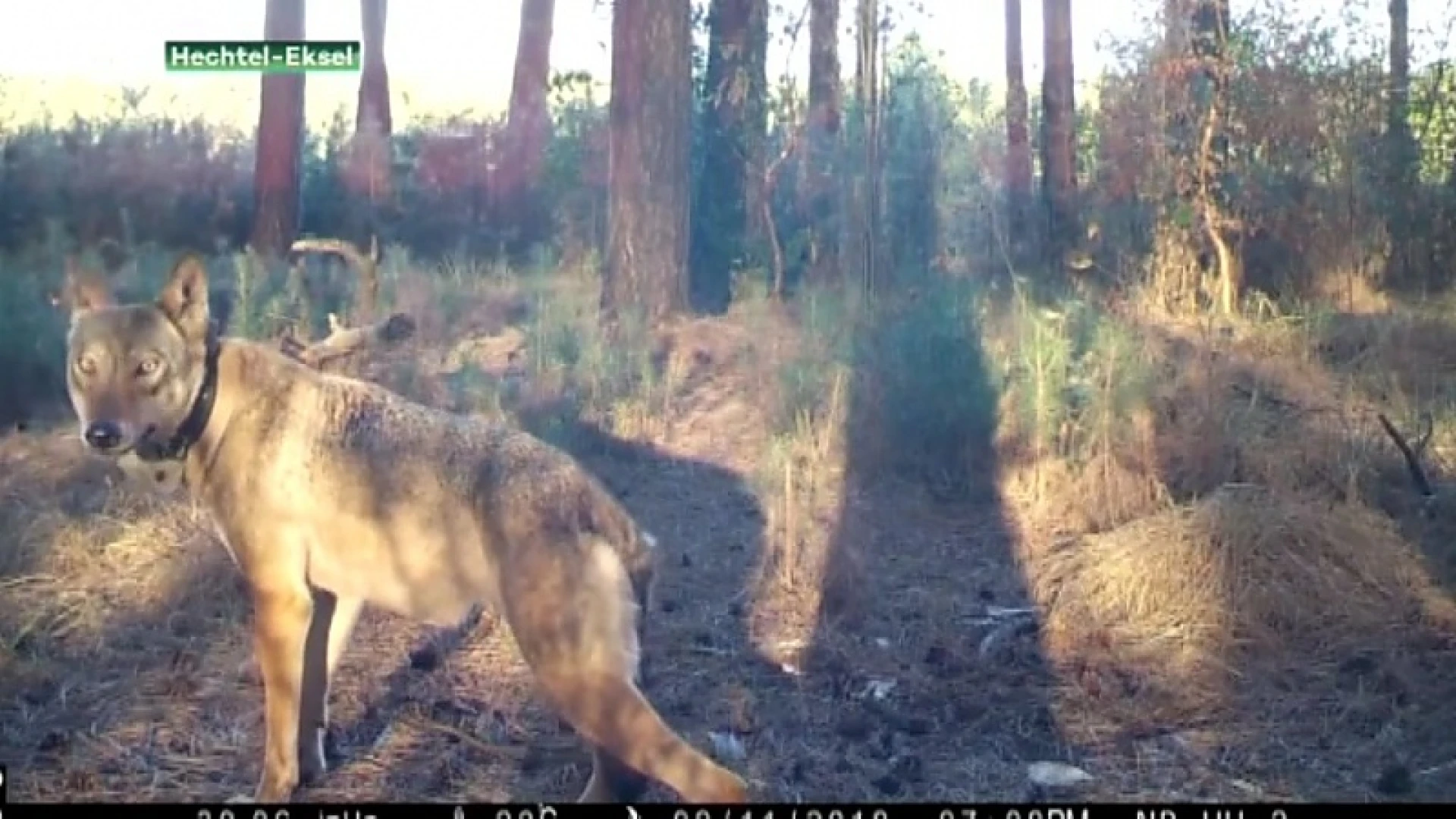In het spoor van de wolf één jaar later: "Naya lijkt zwanger"